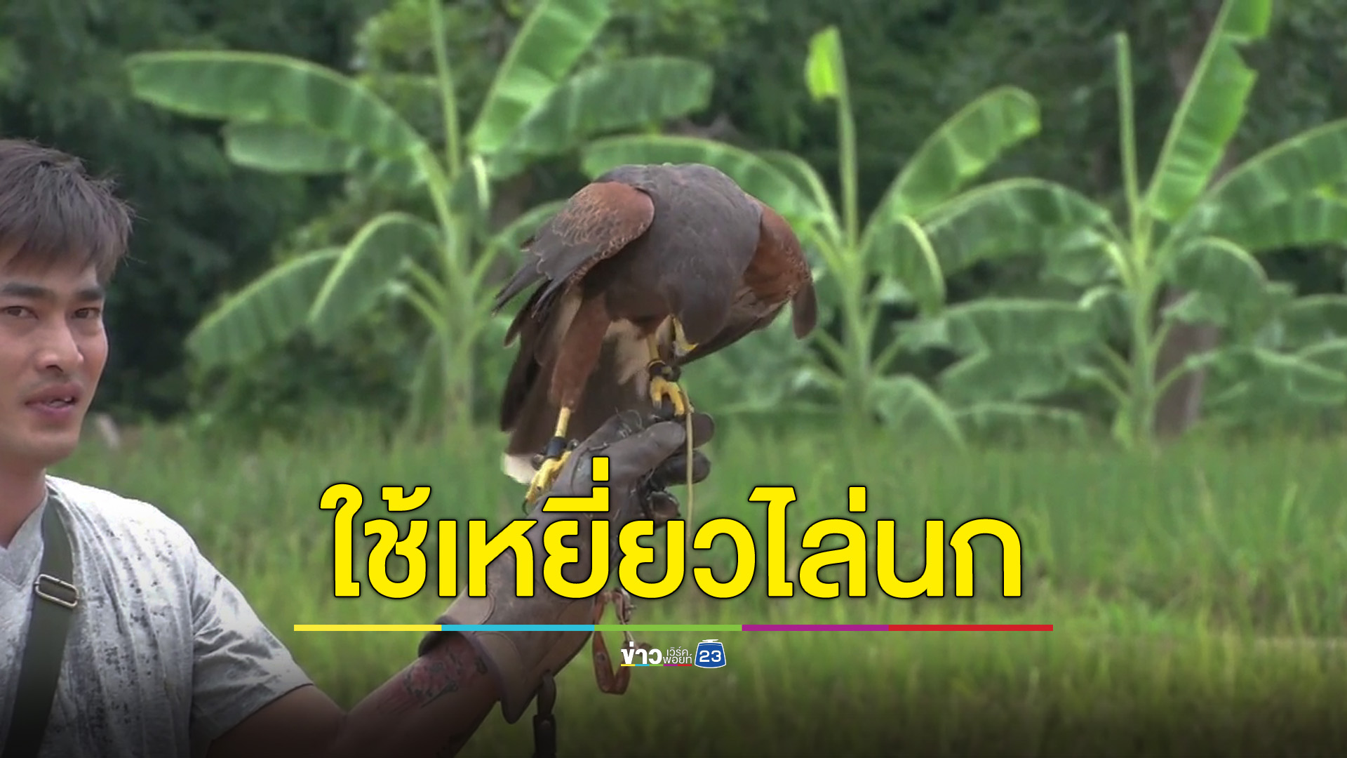 ใช้เหยี่ยวไล่นกในนา