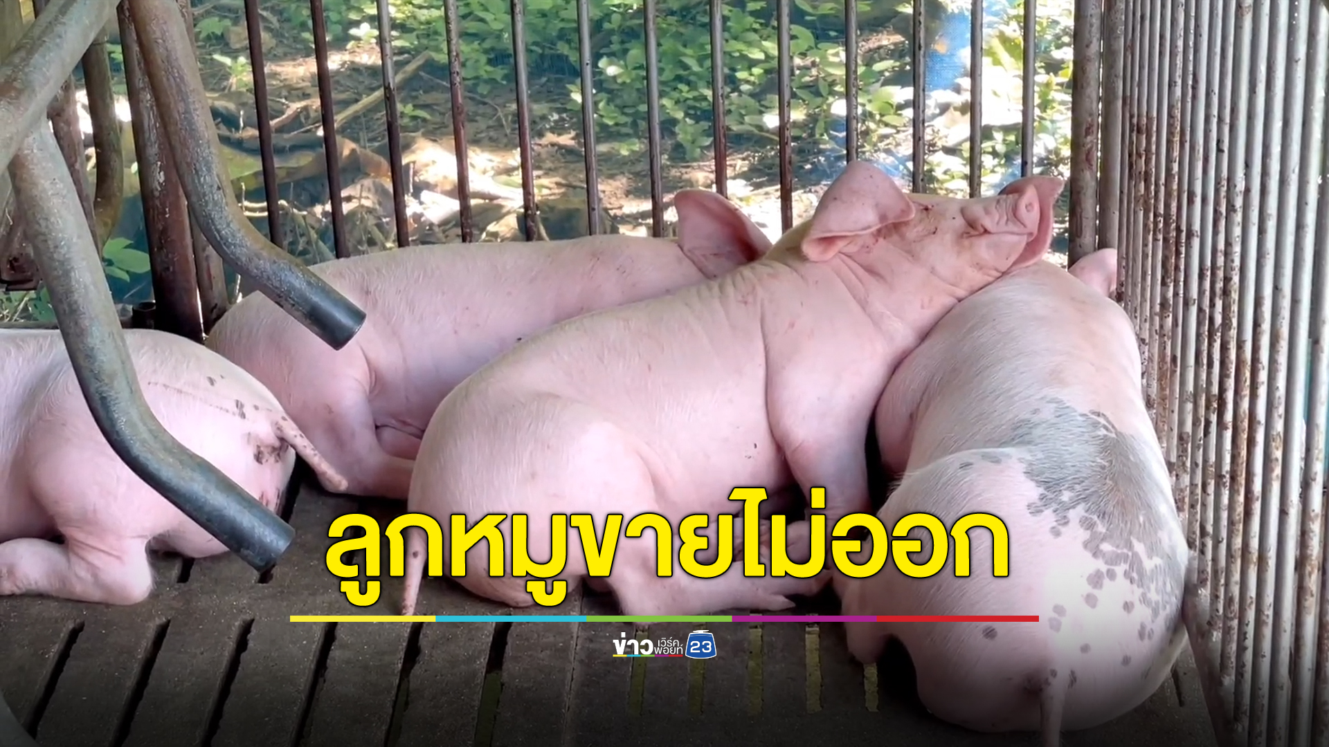 คนเลี้ยงหมูเครียด ฟาร์มไม่ซื้อลูกหมูไปขุนต่อเพราะราคาหมูหน้าฟาร์มตกต่ำ