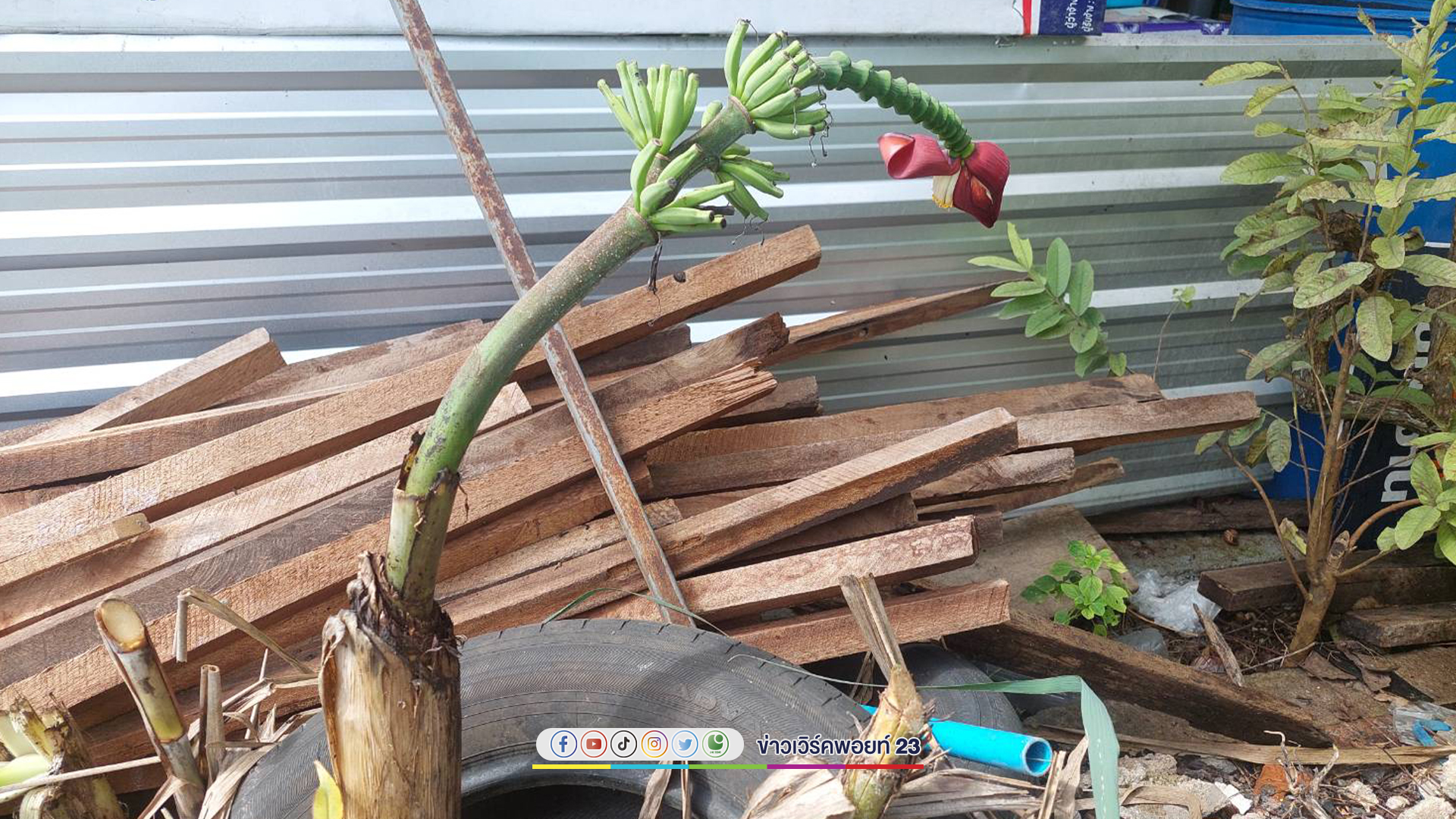 "กล้วยป่า"สู้ชีวิตลำต้นถูกตัดโผล่ปลีออกหวี นักเสี่ยงตัวเลขส่องเลขเด็ด