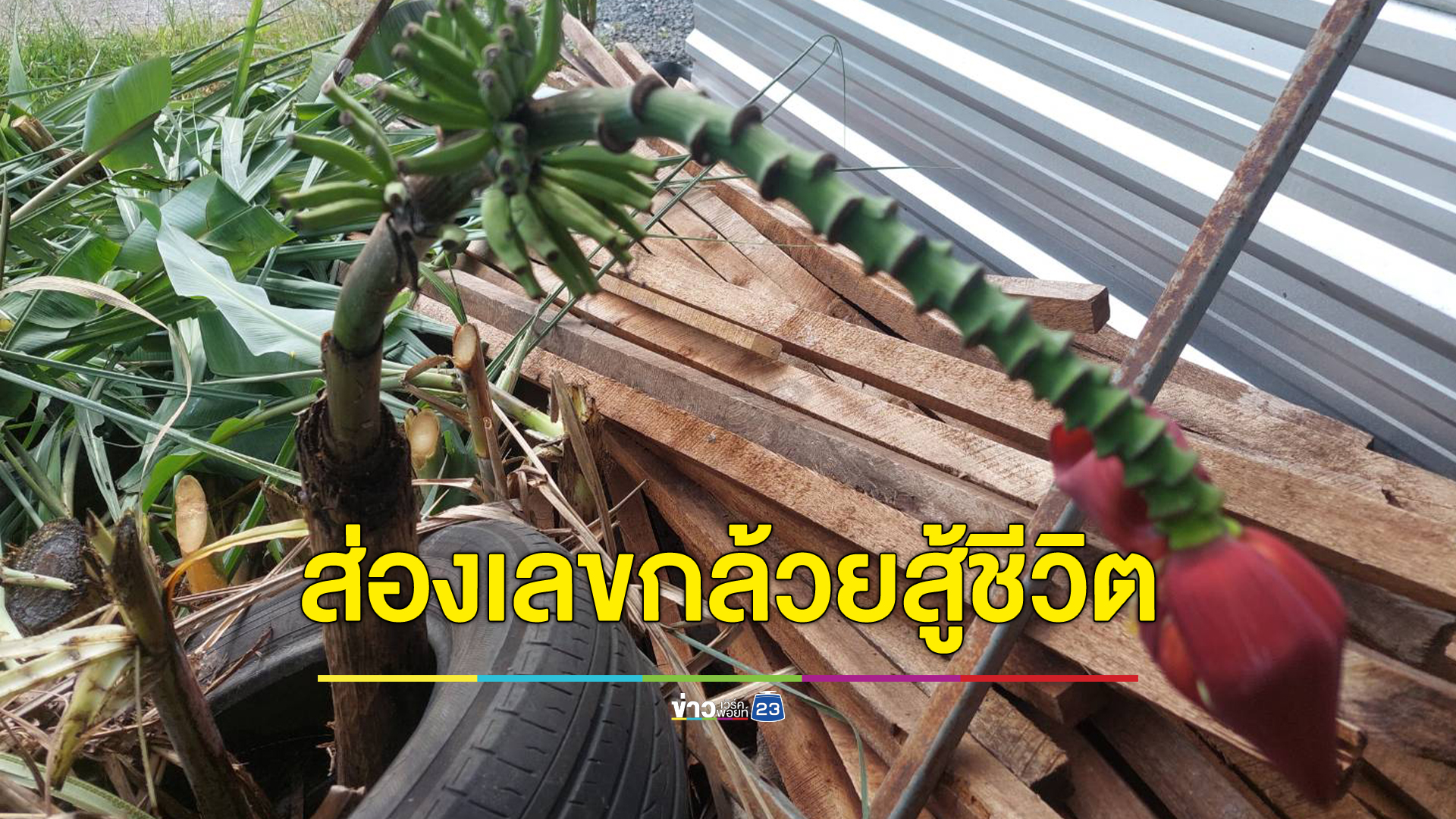 "กล้วยป่า"สู้ชีวิตลำต้นถูกตัดโผล่ปลีออกหวี นักเสี่ยงตัวเลขส่องเลขเด็ด
