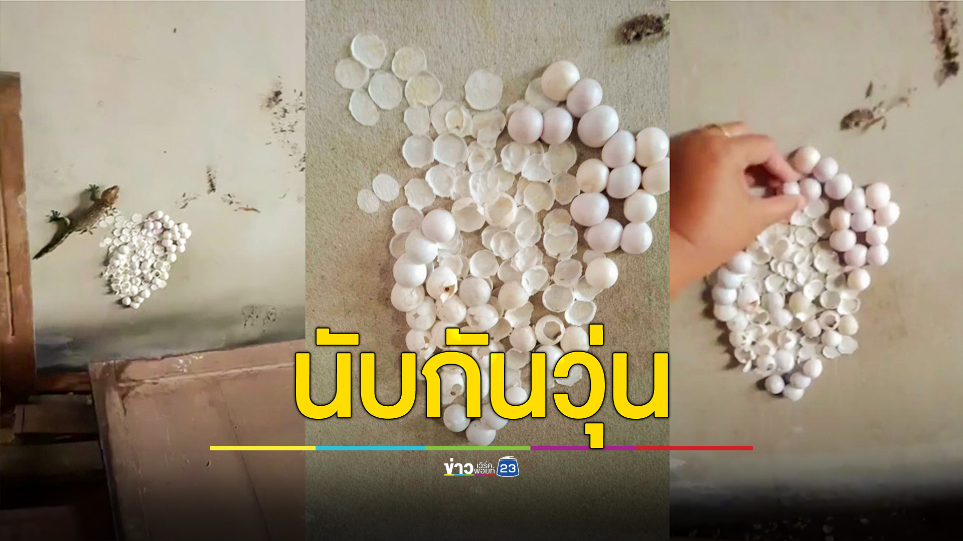 คอหวยนับกันวุ่น รื้อข้างบ้านไข่ตุ๊กแกโผล่เฉียดร้อย