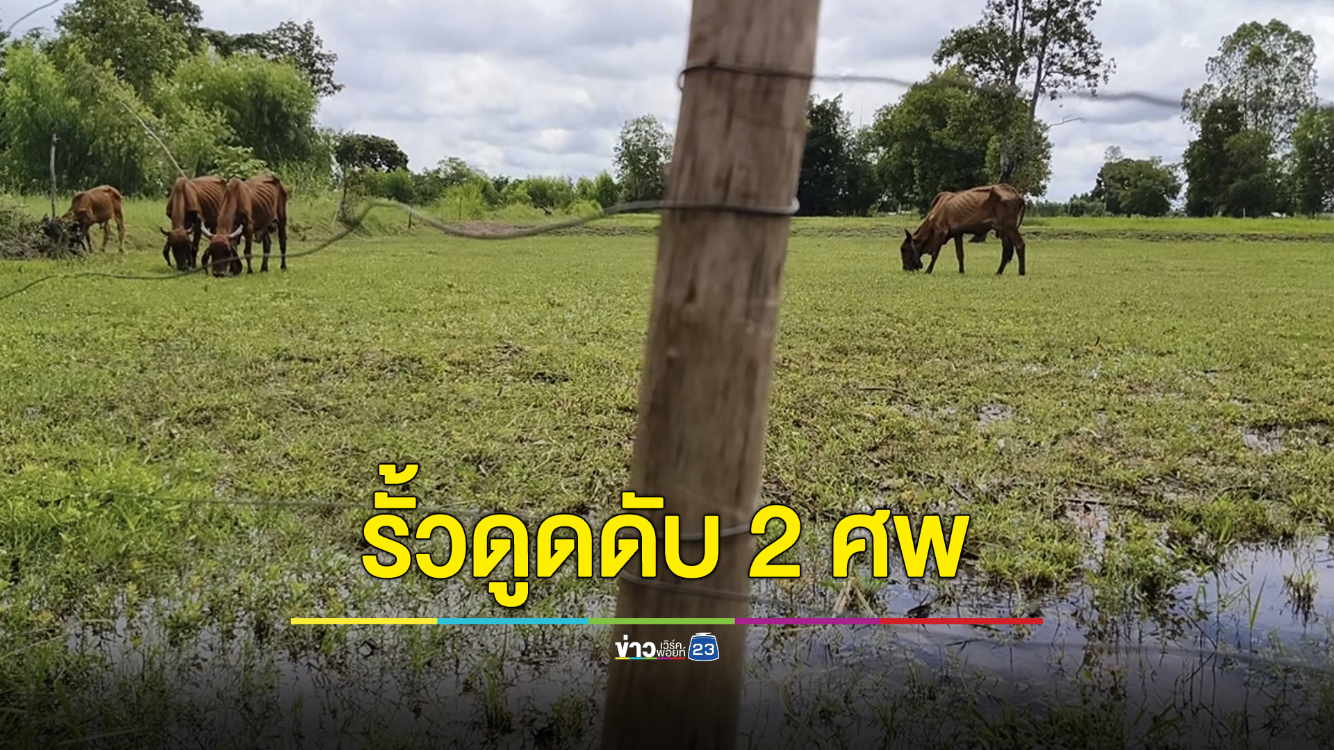 ขึงลวดไฟฟ้าขังวัว ป้า-หลานกลับถูกดูดดับคู่