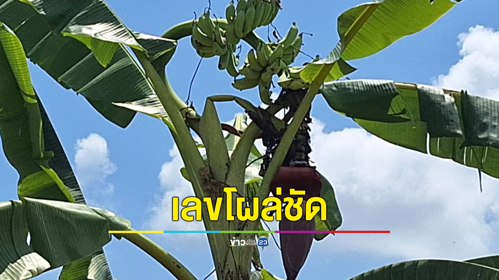 กล้วยประหลาดปลายยอดโค้งเหมือนพญานาค มีเลขโผล่ชัด ๆ ตรงกลางปลีกล้วย แห่ตี"เลขเด็ด"