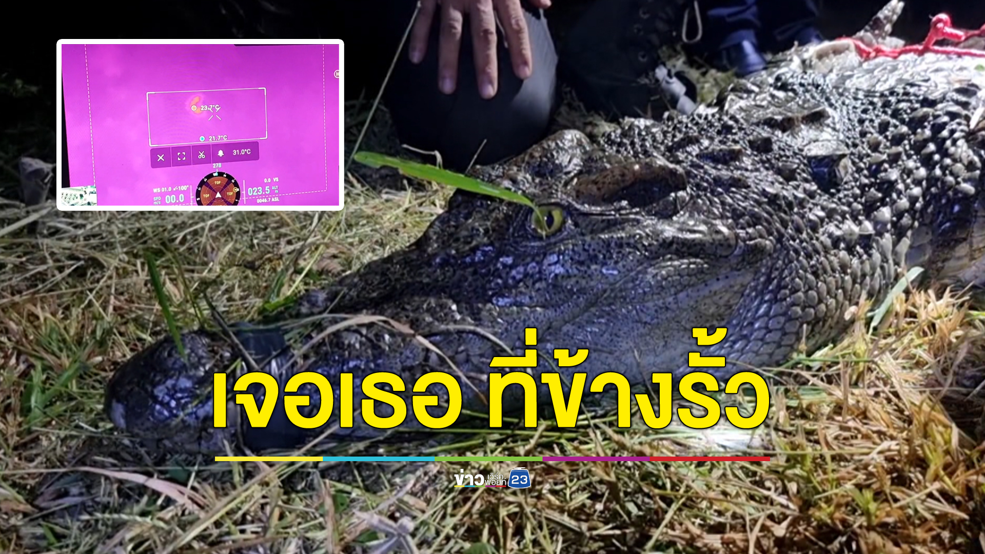 กู้ภัยจับจระเข้ตัวเขื่อง นอนชิลข้างรั้วรีสอร์ต