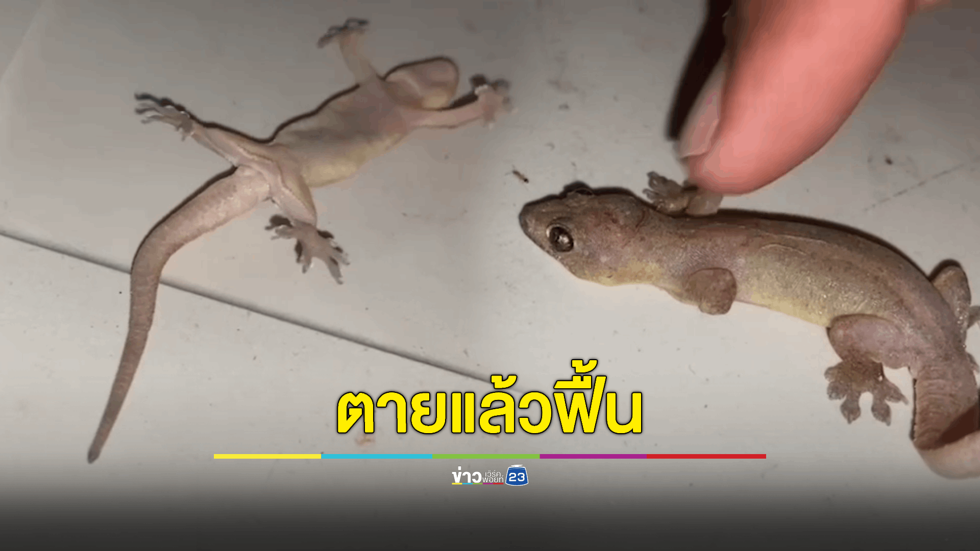 จิ้งจกซอมบี้โดนแช่แข็งจนตาย ปั๊มหัวใจกลับเดินได้เฉย