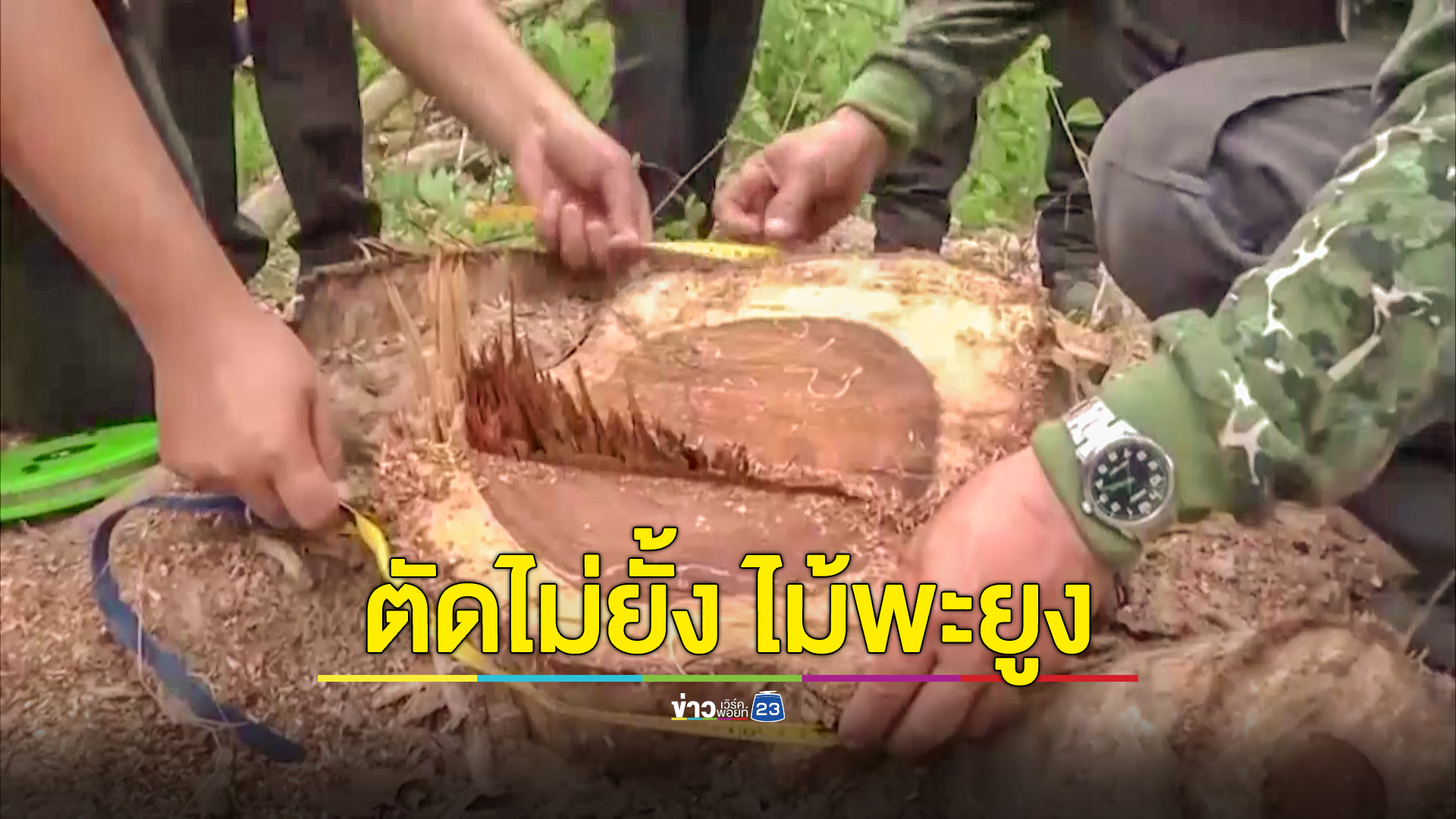 ชุดเฉพาะกิจติดตามตัดไม้พะยูงระดมหลักฐานเด็ดส่งผู้ว่าส่งถึงอธิบดีธนารักษ์