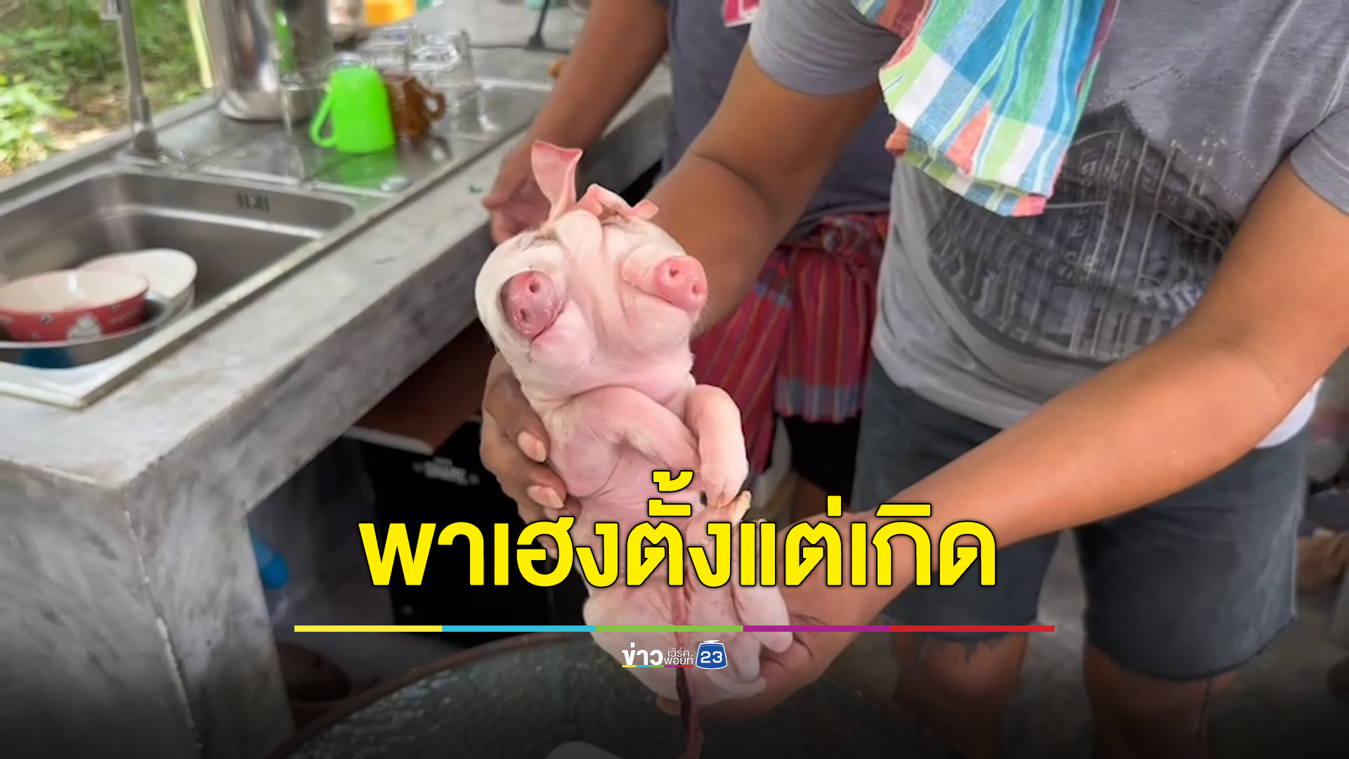 แห่ขอโชคลูกหมู 2 หัว เจ้าของบอกพาเฮงตั้งแต่เกิด