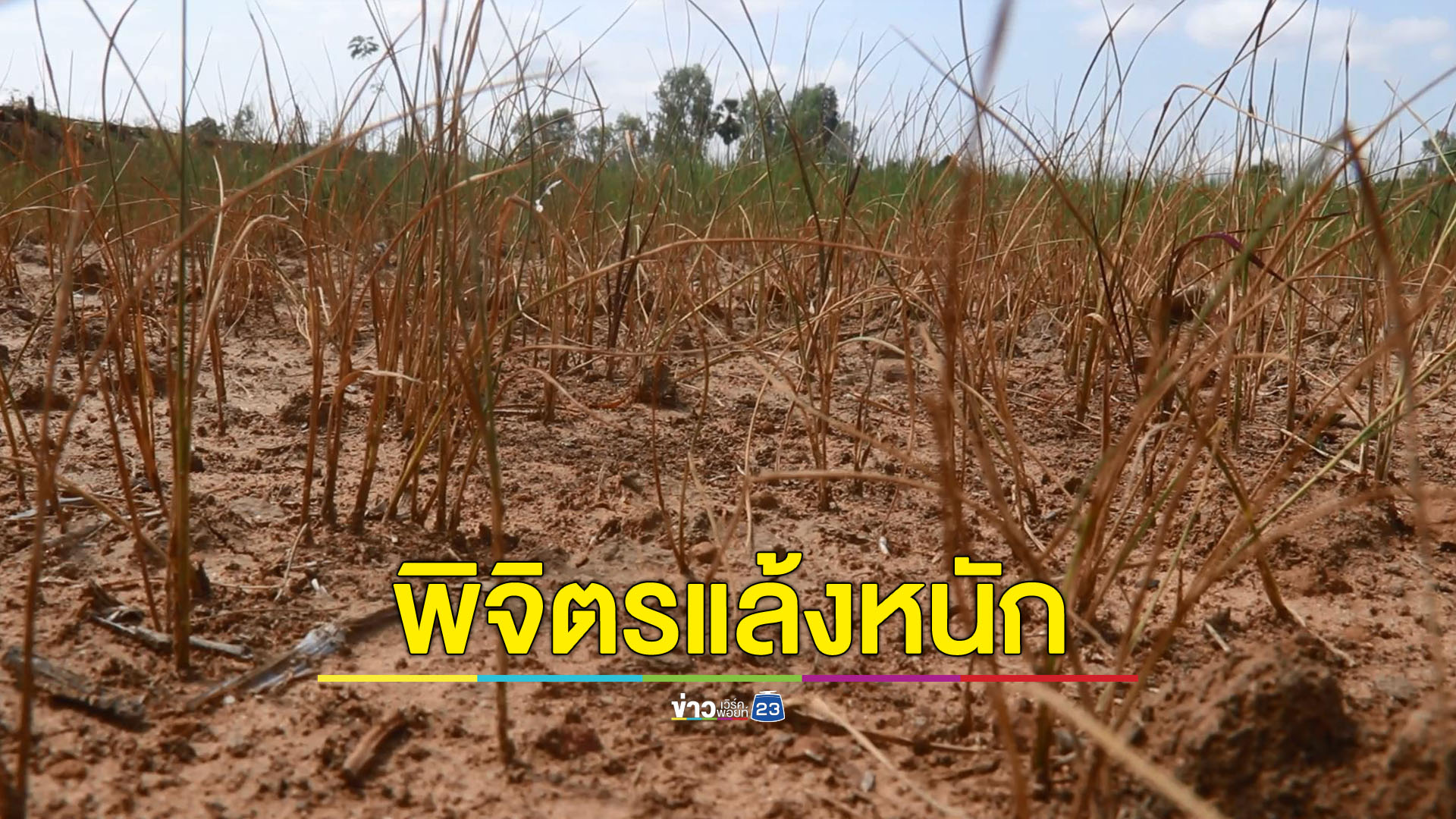 พิจิตรคลองรับน้ำแห้งข้าวขาดน้ำยืนต้นตาย
