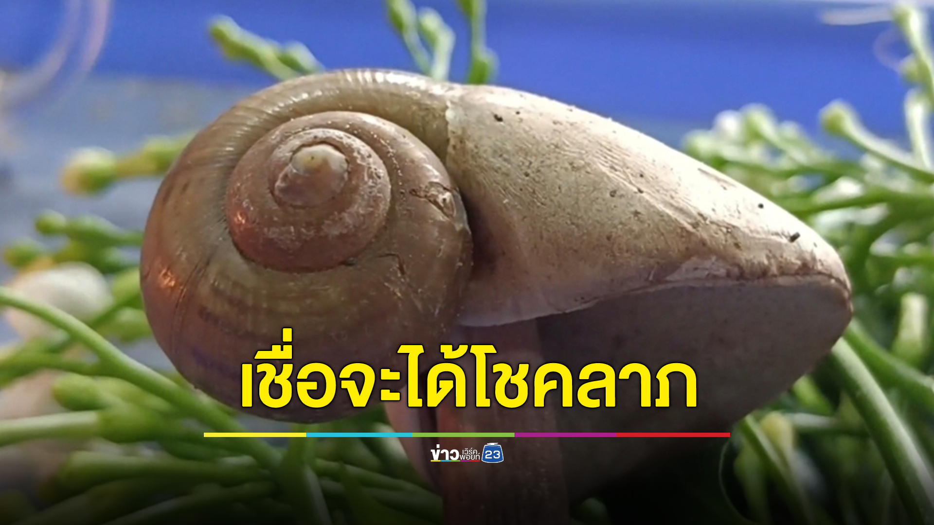 ฮือฮา! ชาวบ้านแห่ขอหวย “พญาเห็ดหอย” สุดแปลก เห็ดติดหอย