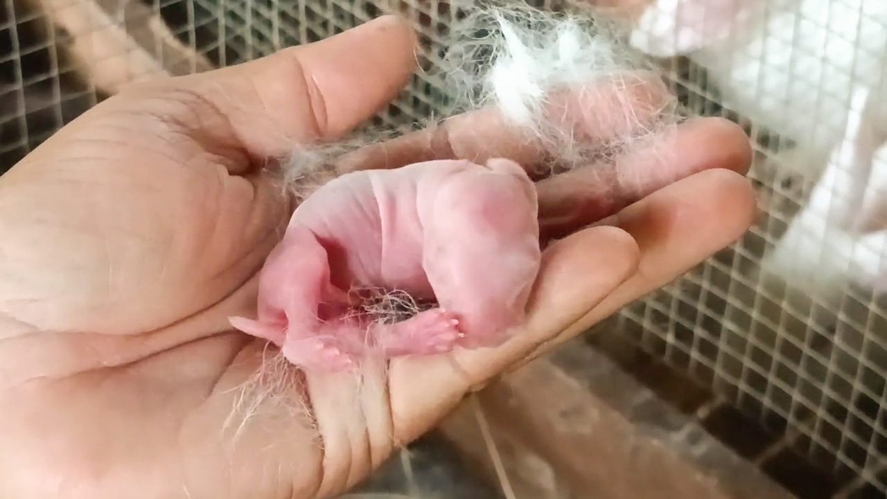 เกษตรหนุ่ม ใช้เวลาว่างเลี้ยงกระต่ายขาย สร้างรายได้ครึ่งแสนต่อเดือน