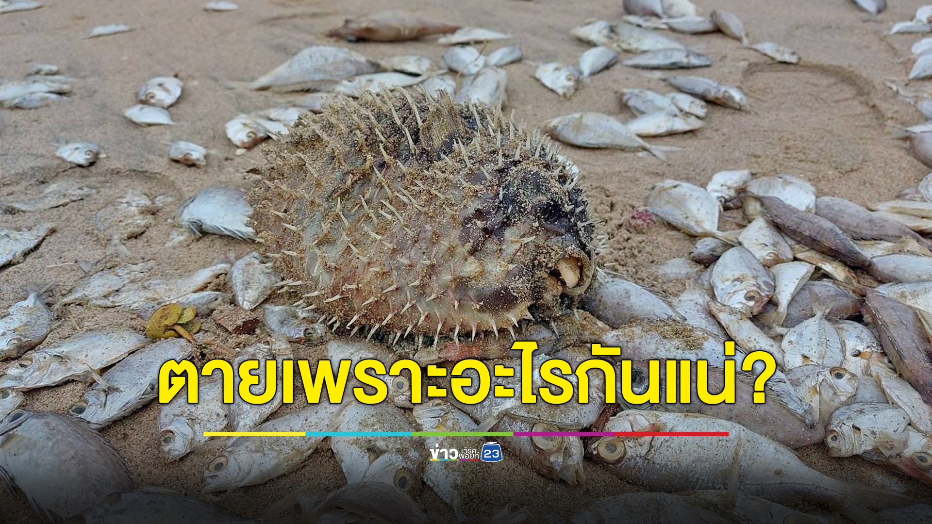 สส.ชลบุรีข้องใจ ปลาตายเกลื่อนหสาดฝีมือแพลงก์ตอนบลูมจริงหรือ?