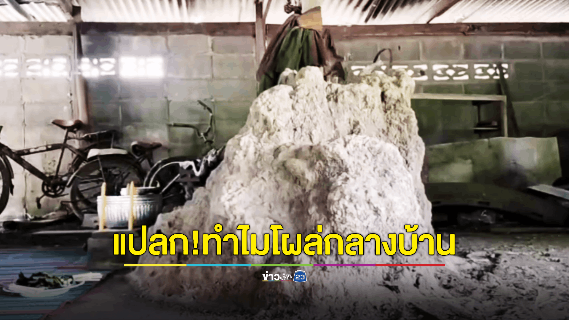 ฮือฮา! ขอโชคพญาปลวกขนาดใหญ่ โผล่ตรงศาลเตี่ยกลางบ้าน