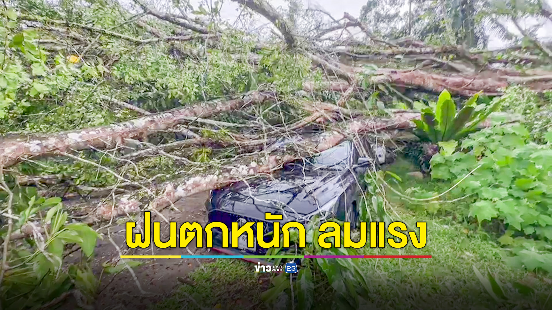 ฝนตกหนักลมแรง ทำต้นไทร 39 ปี โค่นทับอาคารโรงพยาบาล-รถชาวบ้านเสียหาย