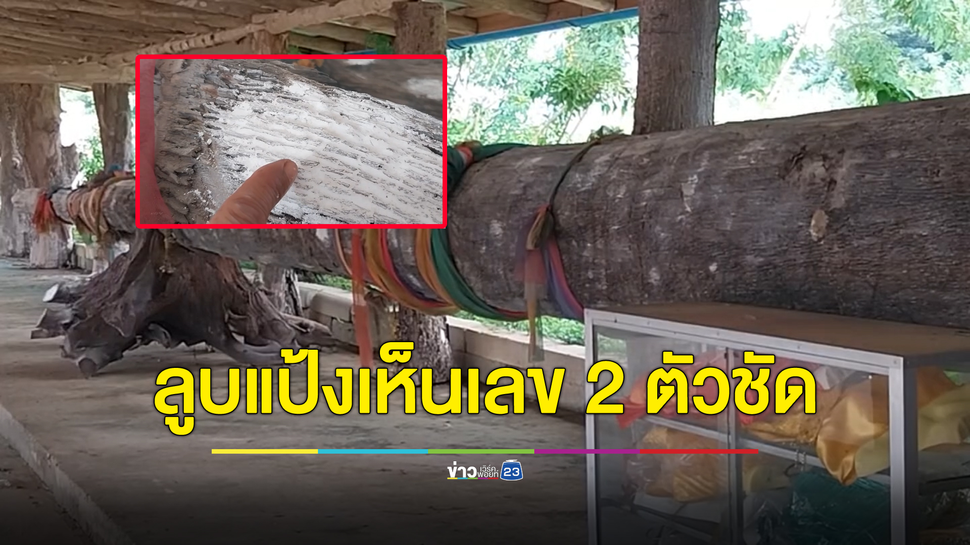 โค้งสุดท้าย ส่อง"เลขเด็ด"ต้นตะเคียนเจ้าแม่สายบัวต้นกำเนินแม่น้ำยม ลูบแป้งเห็นเลข 2 ตัวตรง