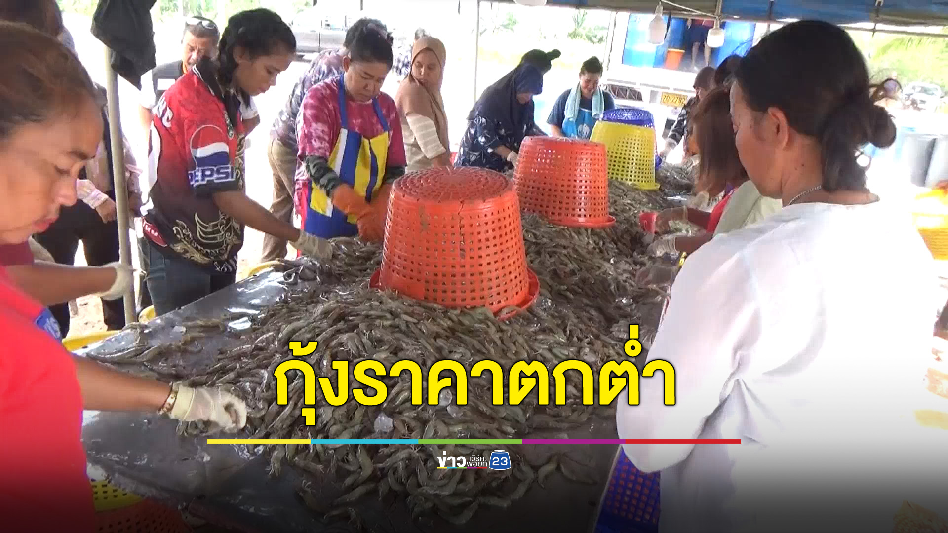 เกษตรกรผู้เลี้ยงกุ้งขาวพอใจเงินชดเชยราคากุ้งกิโลละ 20 บาท
