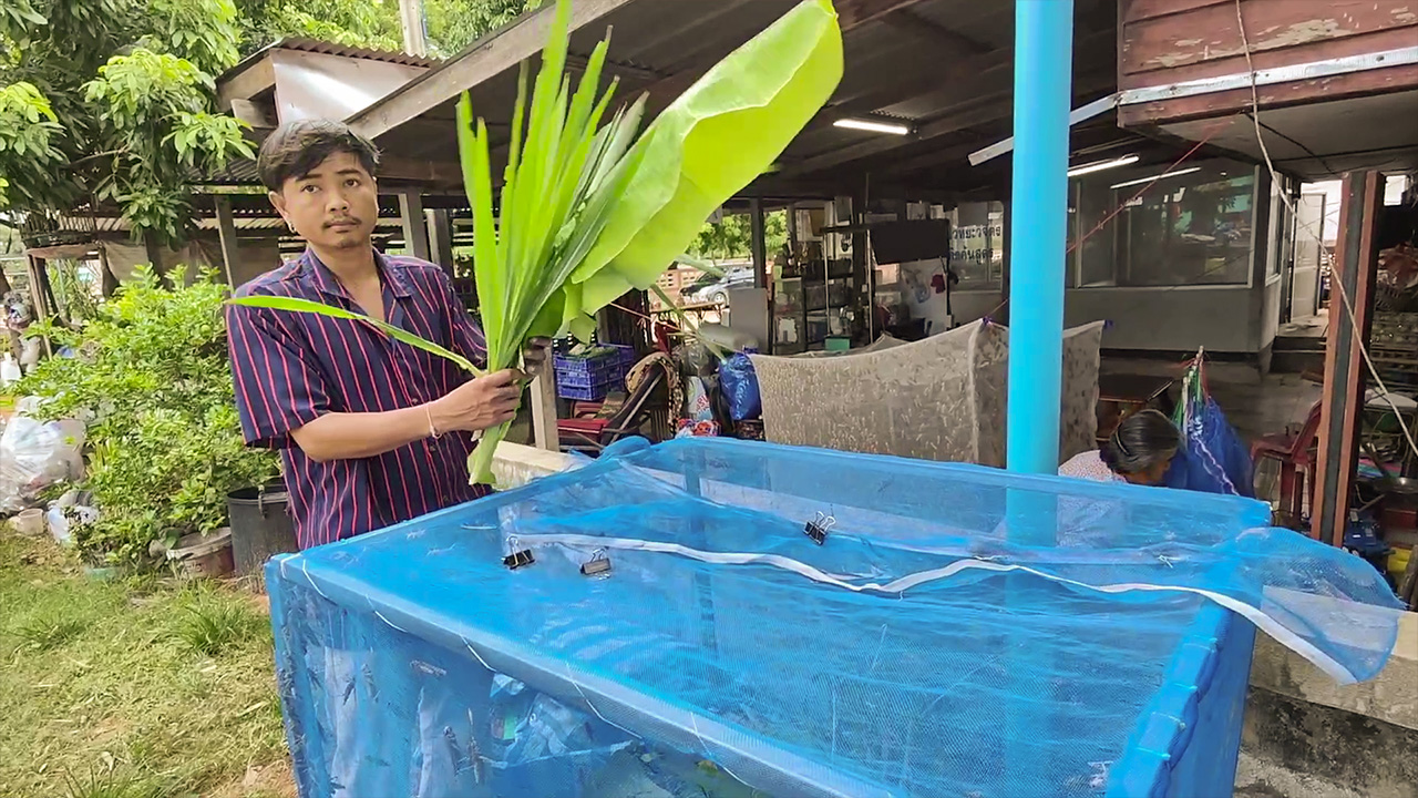 เลี้ยงตั๊กแตนแบบอินทรีย์ ออเดอร์เพียบ! กำเงิน 30,000-50,000 บาทต่อรุ่น