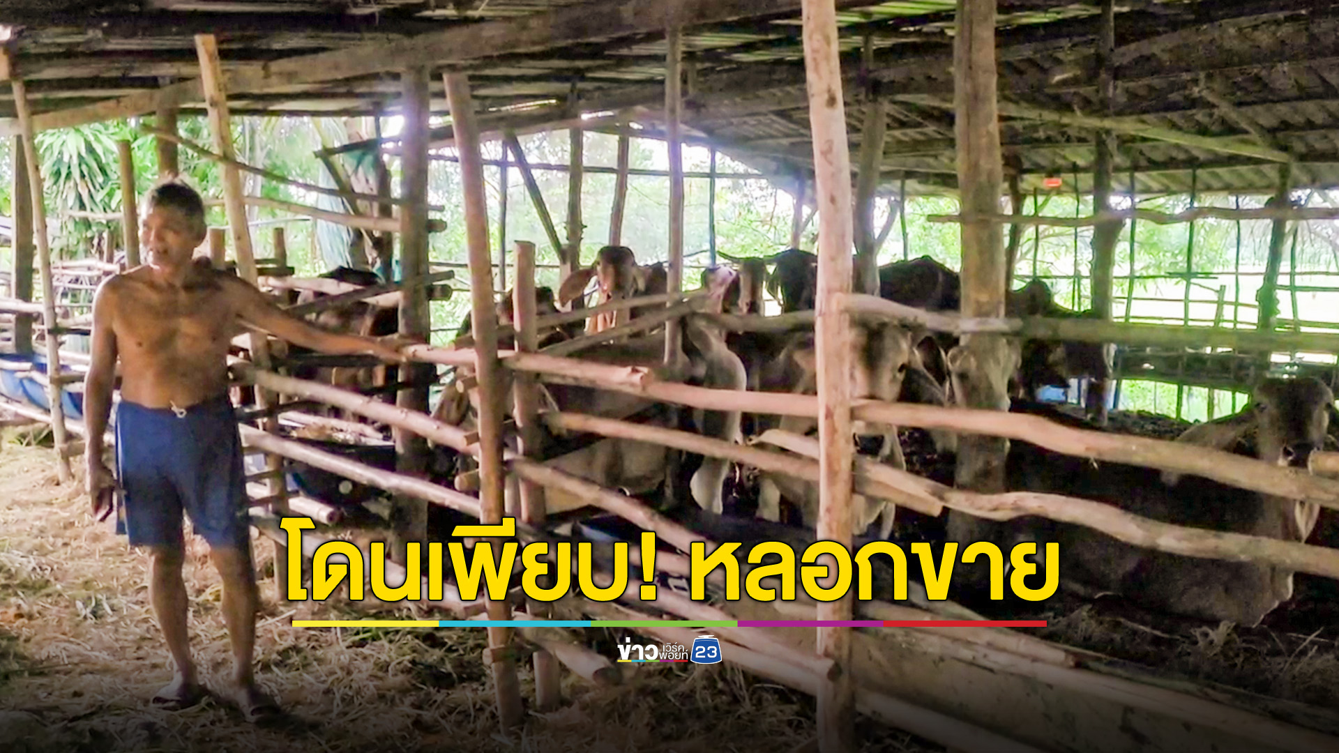 โดนหลอกนำวัวไปขาย แล้วไม่ได้เงิน เสียหายครึ่งล้าน