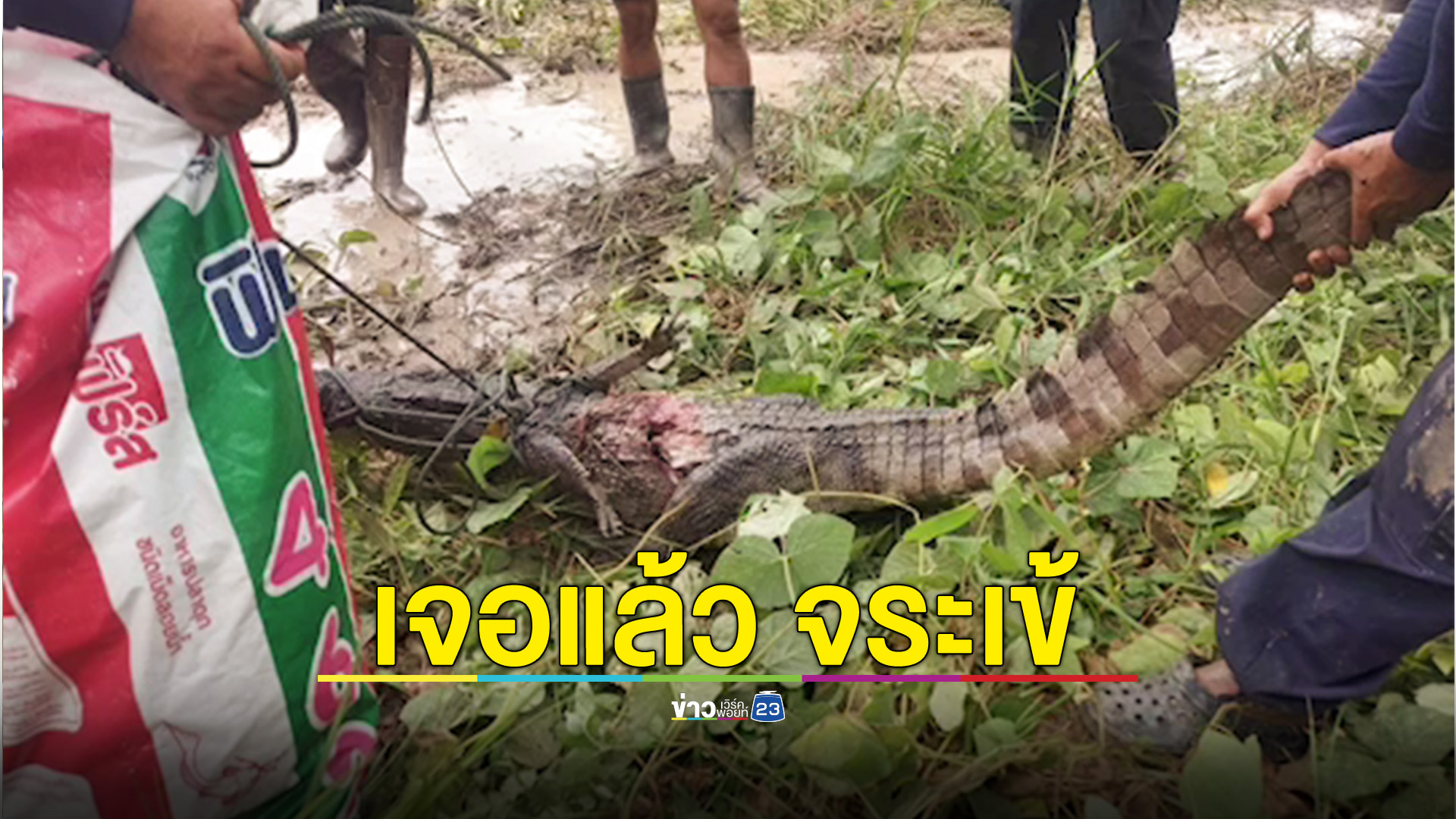 เจอแล้ว จระเข้ที่พัทลุง หลังชาวบ้านเห็นโผล่ในคลองหลง อ.ป่าบอน