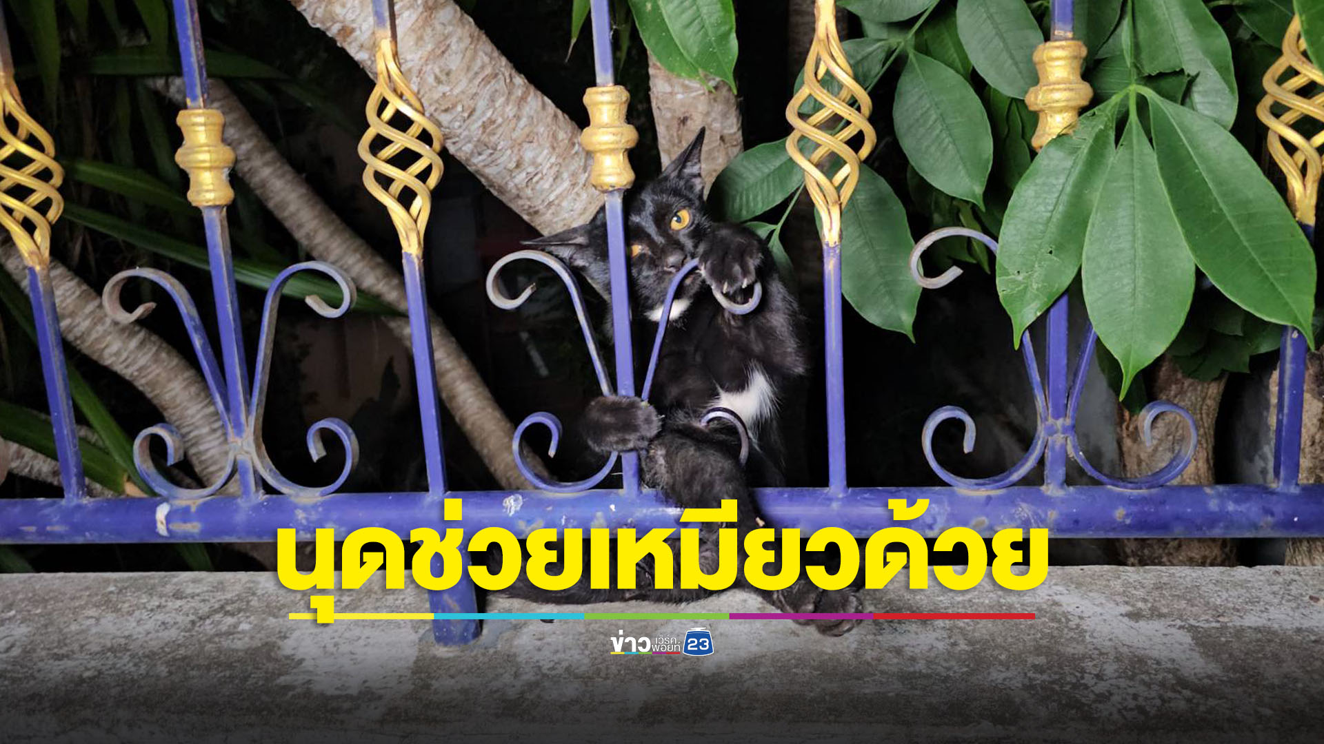 เหมียวร้องขอชีวิต ตูบไล่กัดหนีขาติดรั้วบาดเจ็บ