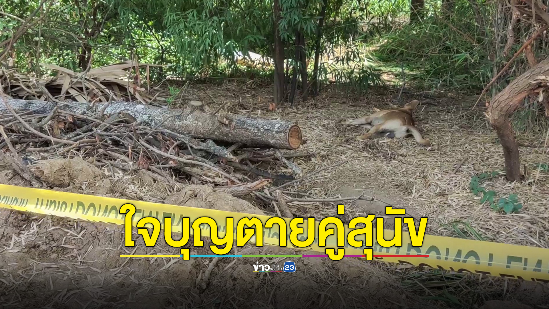 สาวใหญ่ใจบุญเห็นสุนัขถูกไฟช็อตติดลวด เข้าช่วยแต่ถูกช๊อตดับคู่กัน