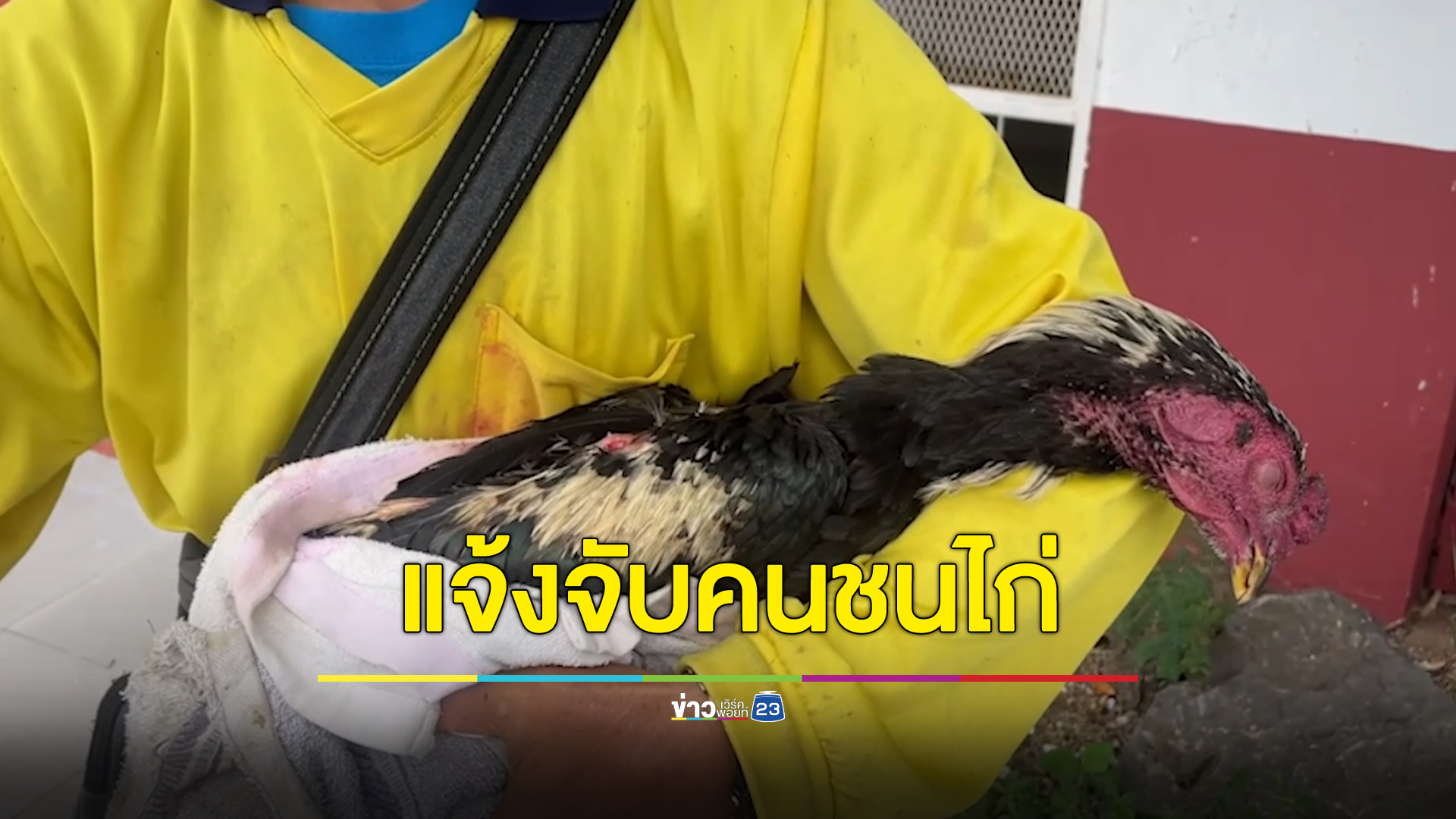 ไก่แสนรู้ตาย เจ้าของหอบซากขึ้นโรงพักแจ้งความ