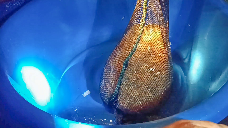 แห่ไสกุ้งฝอยเขื่อนลำแชะช่วงน้ำขึ้น สร้างรายได้หลักพันต่อวัน