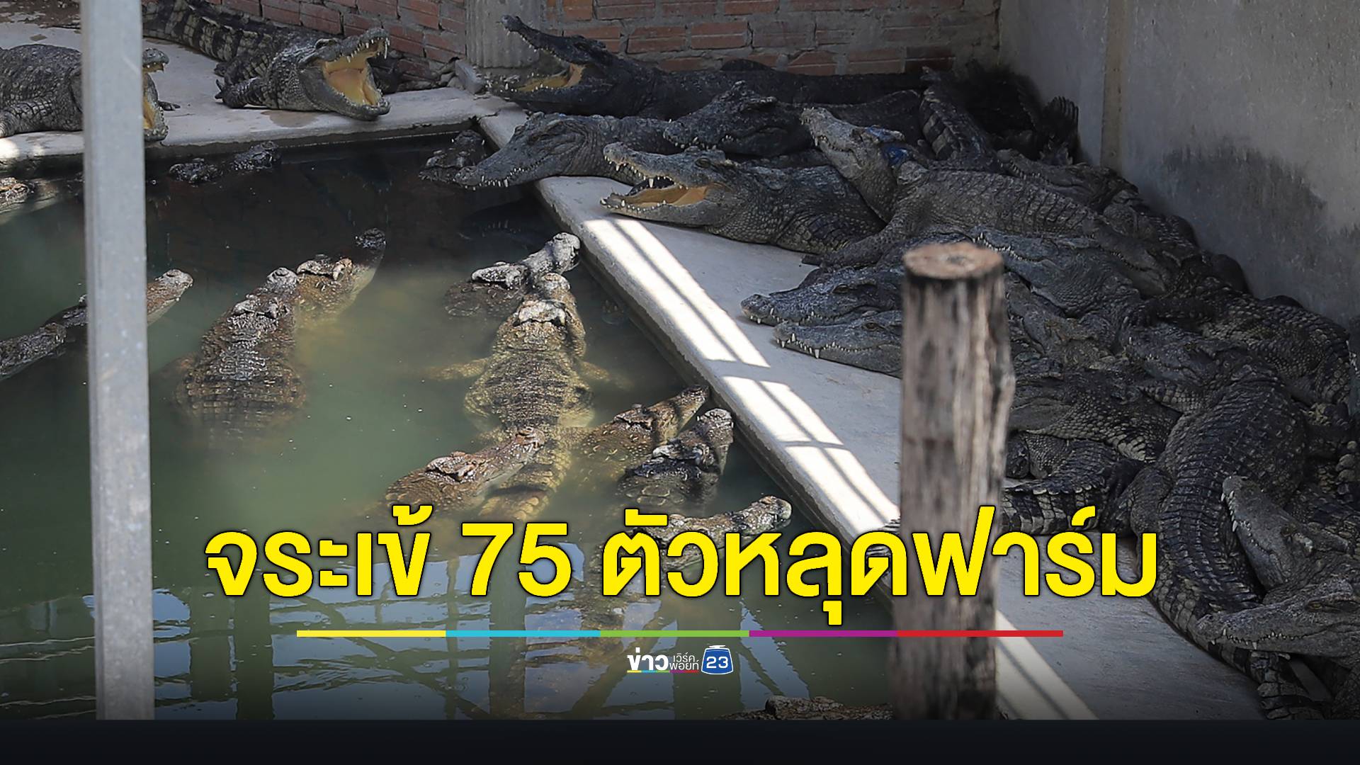 จีนผวา! น้ำท่วมหนัก จระเข้ 75 ตัวหลุด