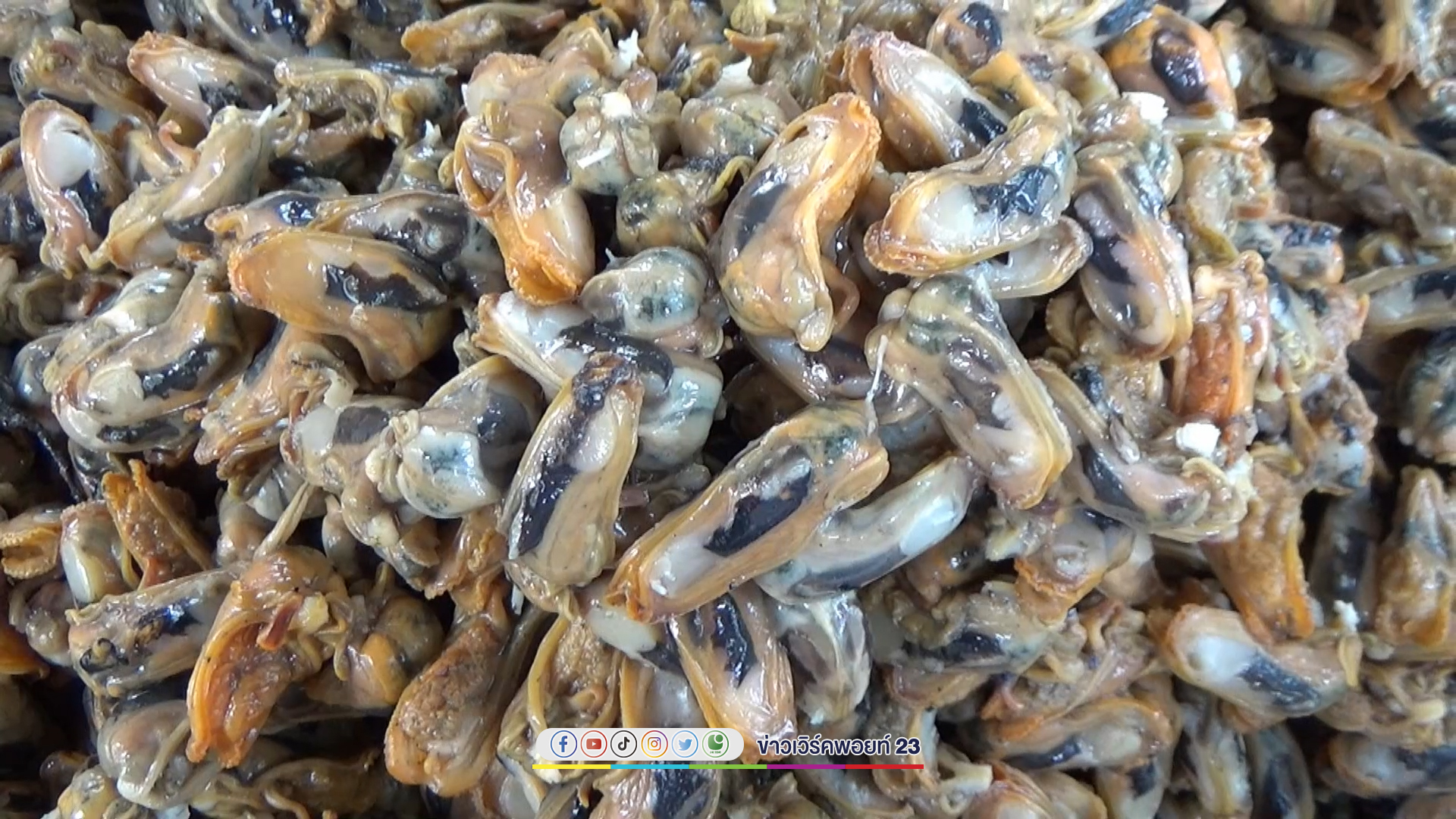 เก็บ"หอยกะพง"ในทะเลหน้าบ้านแกะเนื้อส่งขายรายได้สุดปังเดือนละ 5 - 6 หมื่นบาท