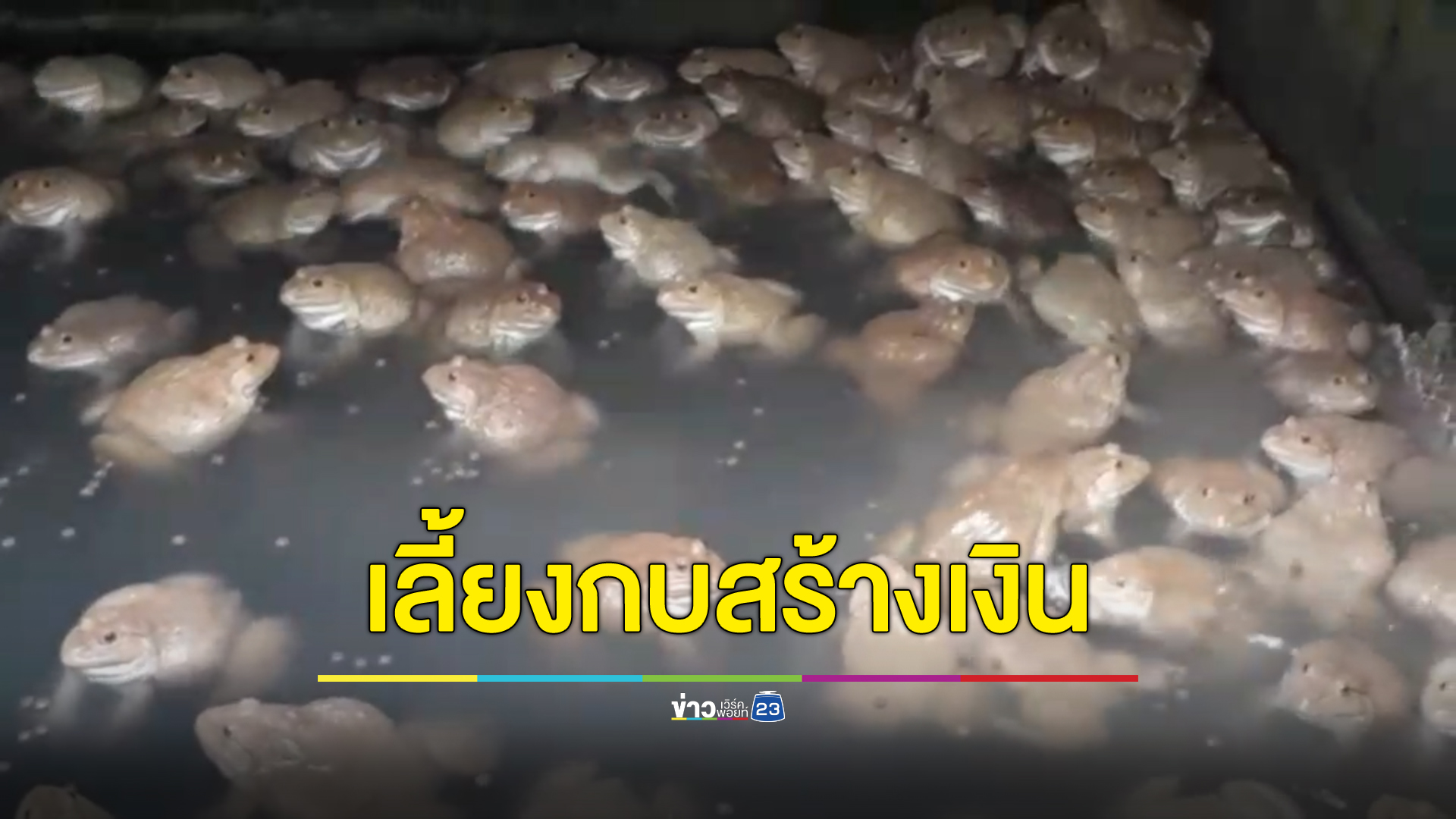 ชื่นชม ลุงพิการใจสู้ไม่ยอมเป็นภาระ ใช้พื้นที่ข้างบ้านเลี้ยงกบกว่า 8 พันตัว สร้างรายได้เลี้ยงครอบครัวตามแนวทางเศรษฐกิจพอเพียง