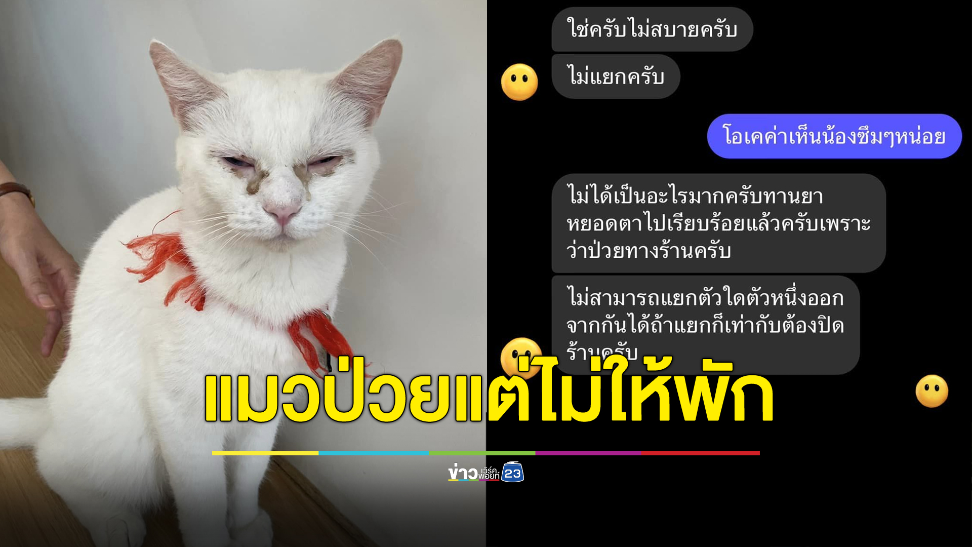 สาวฉะคาเฟ่แมวใน กทม. ไม่แยกแมวป่วยหวั่นทำตัวอื่นติดด้วย