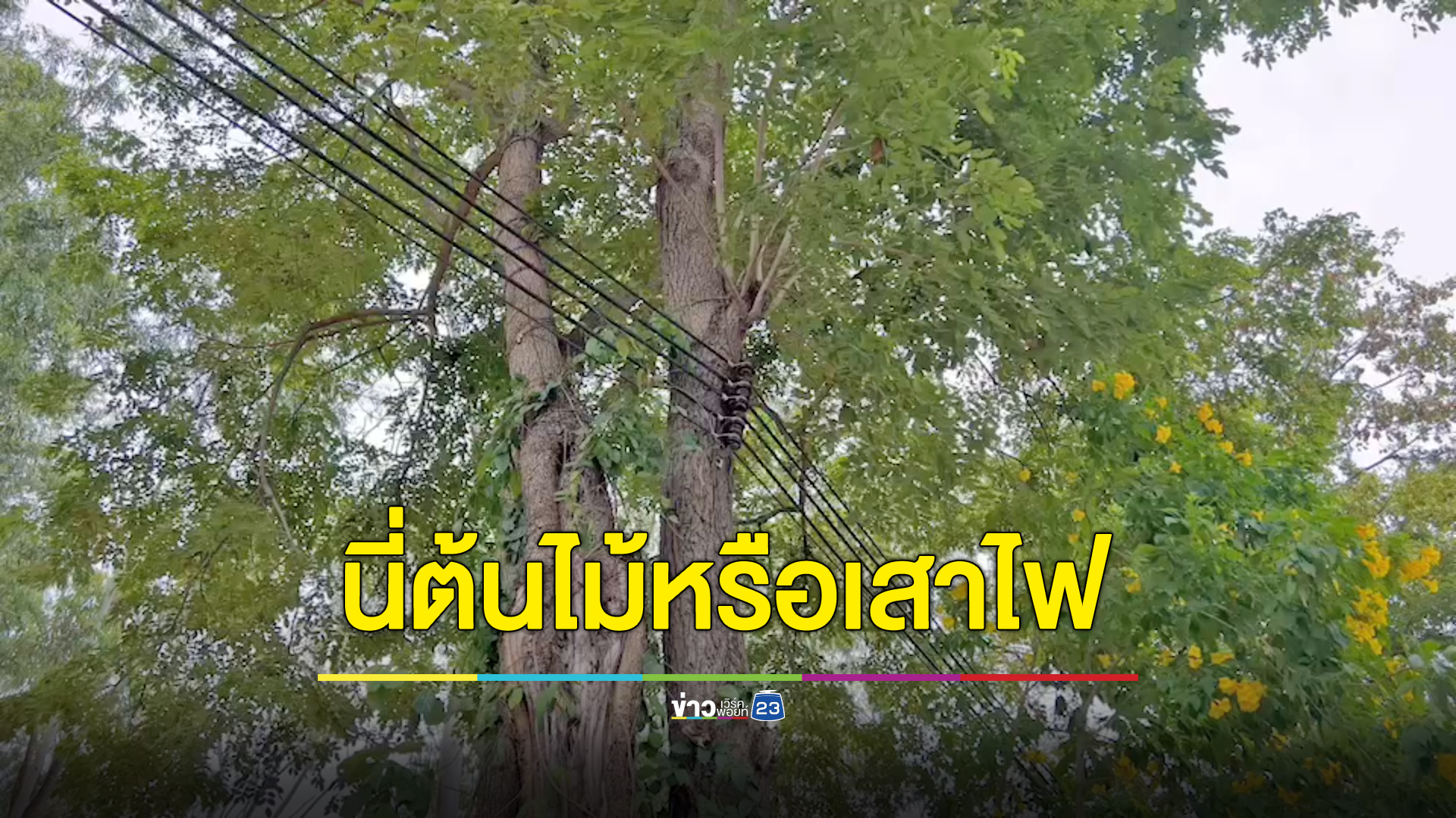 ชาวบ้านงงเจอสายไฟเกาะกับต้นไม้กลางอ่างเก็บน้ำมาบประชัน