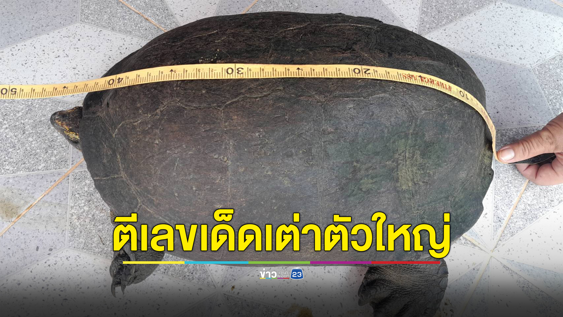 สาวหนองคาย เจอเต่าตัวใหญ่เดินเข้ามาในบ้านเอง เชื่อมาให้โชค ชาวบ้านแห่ขอ"เลขเด็ด"