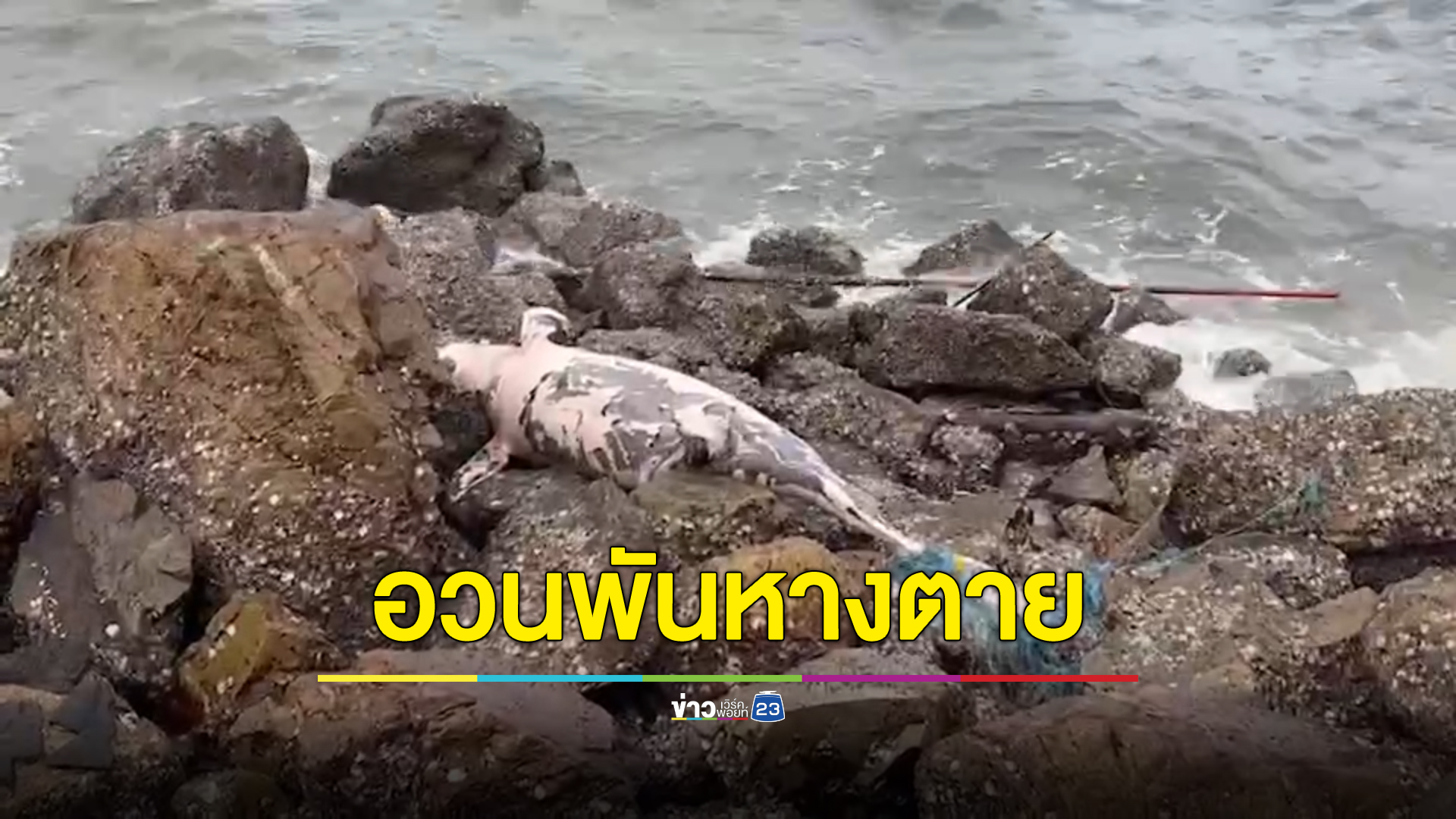 สูญเสีย"โลมาหัวบาตร "ลอยอืดเกยตื้นหาดบางแสน