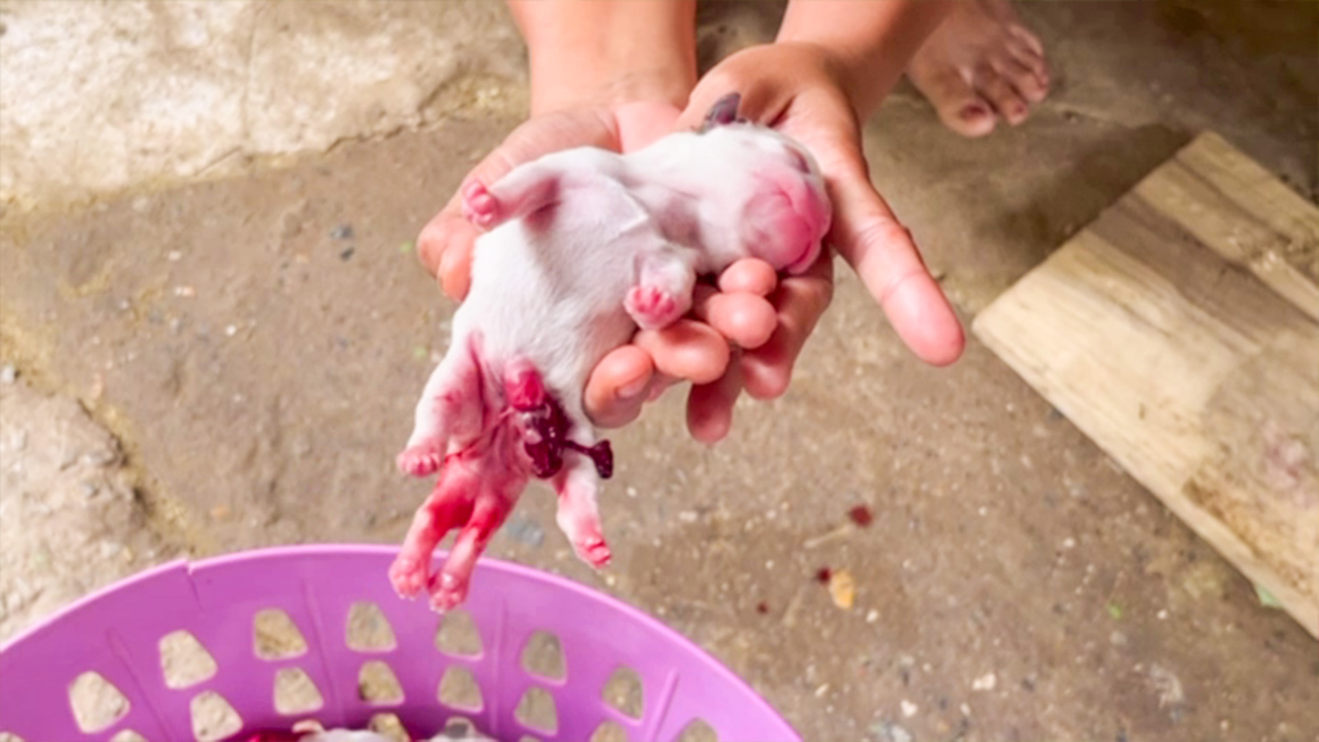 แตกตื่นสุนัขออกลูก 6 ขา วันหวยออก
