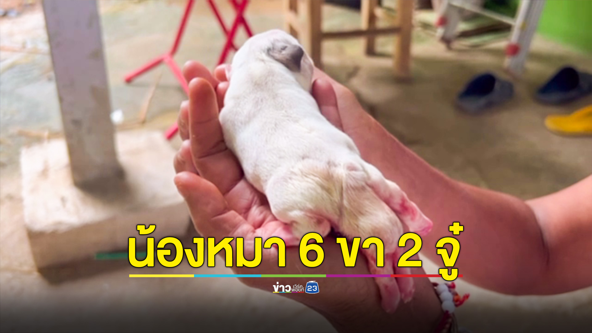 แตกตื่นสุนัขออกลูก 6 ขา วันหวยออก