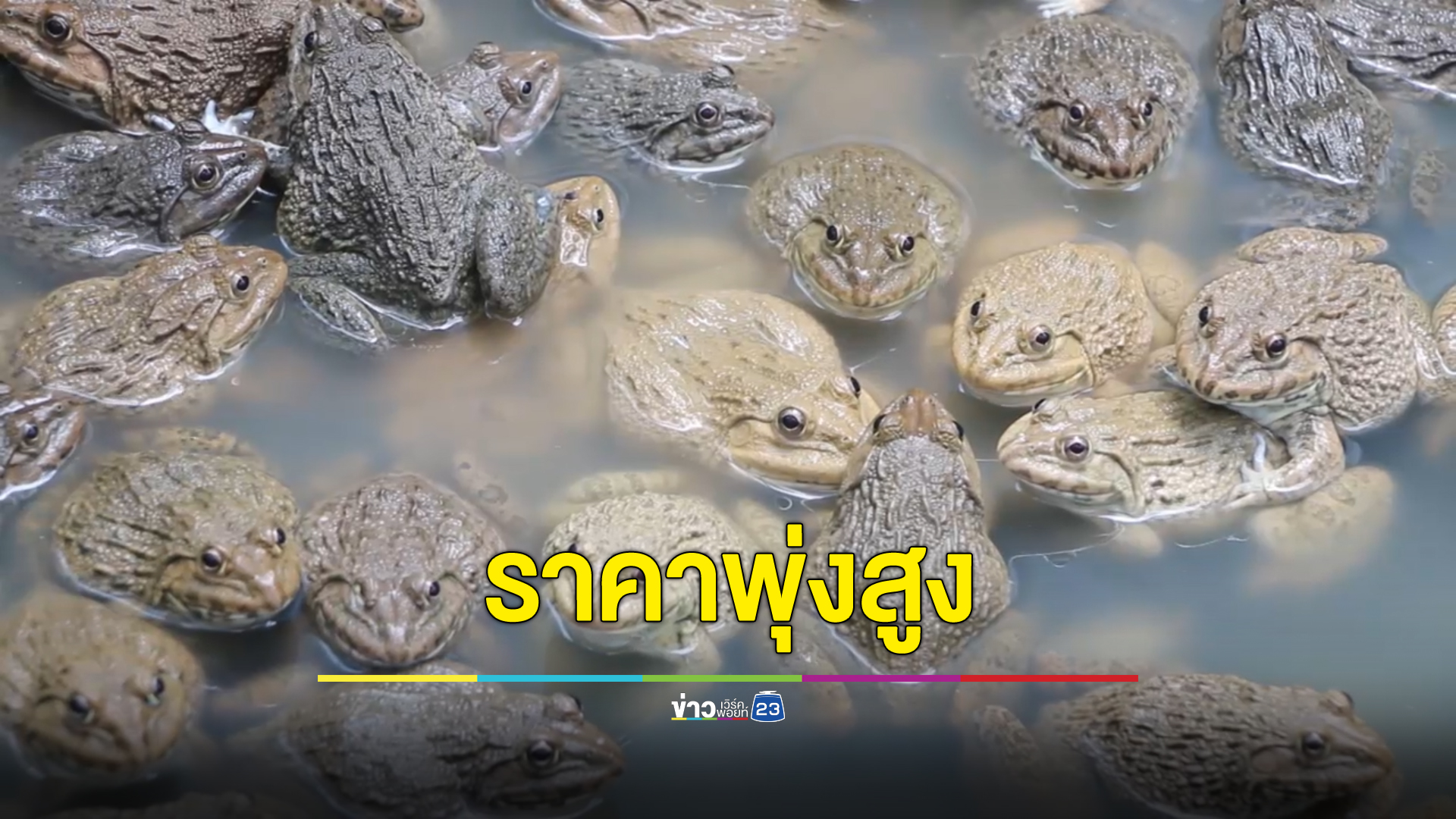 เกษตรกร"เลี้ยงกบ"เฮ หลังราคาพุ่งสูงขึ้นกว่าเท่าตัว