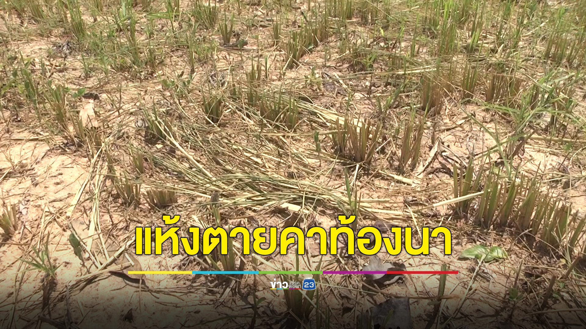 “เอลนีโญ” ทำแล้งรุนแรง ต้นข้าวแห้งตายคาท้องนา