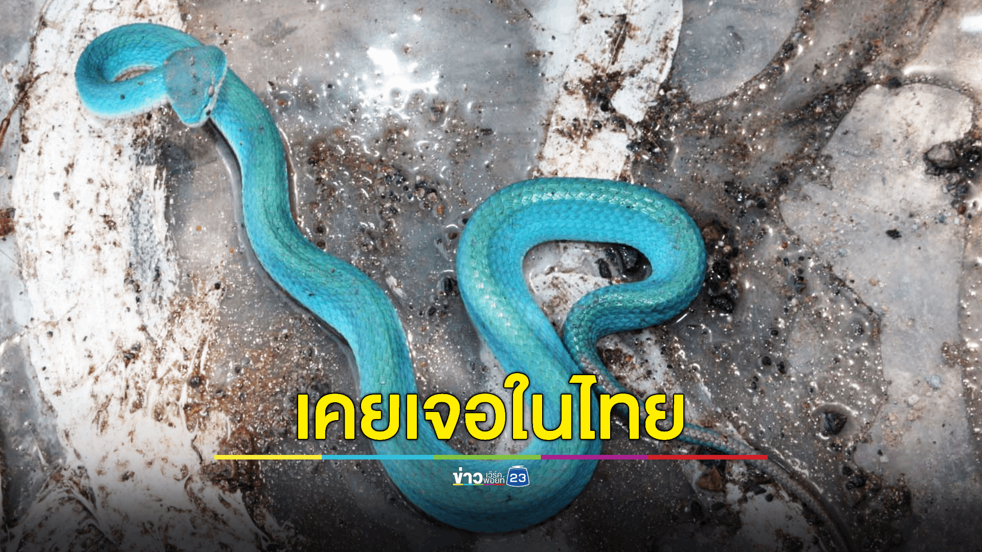 งูสีฟ้า 'ทิฟฟานี่บลู' เคยพบในไทย สุดหายาก โอกาสเจอแค่ 1 ในล้าน