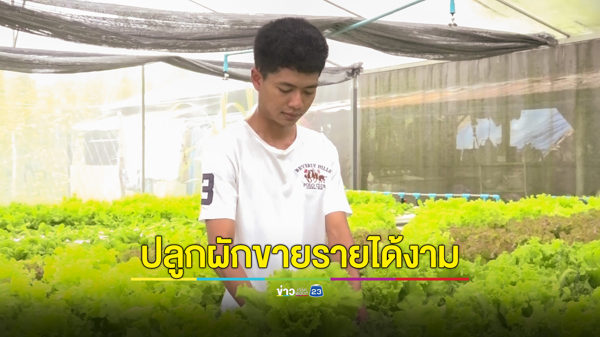 หนุ่มนิเทศฯสตูล ผันตัวเป็นเกษตรกรปลูกผักปลอดภัย รายได้งาม