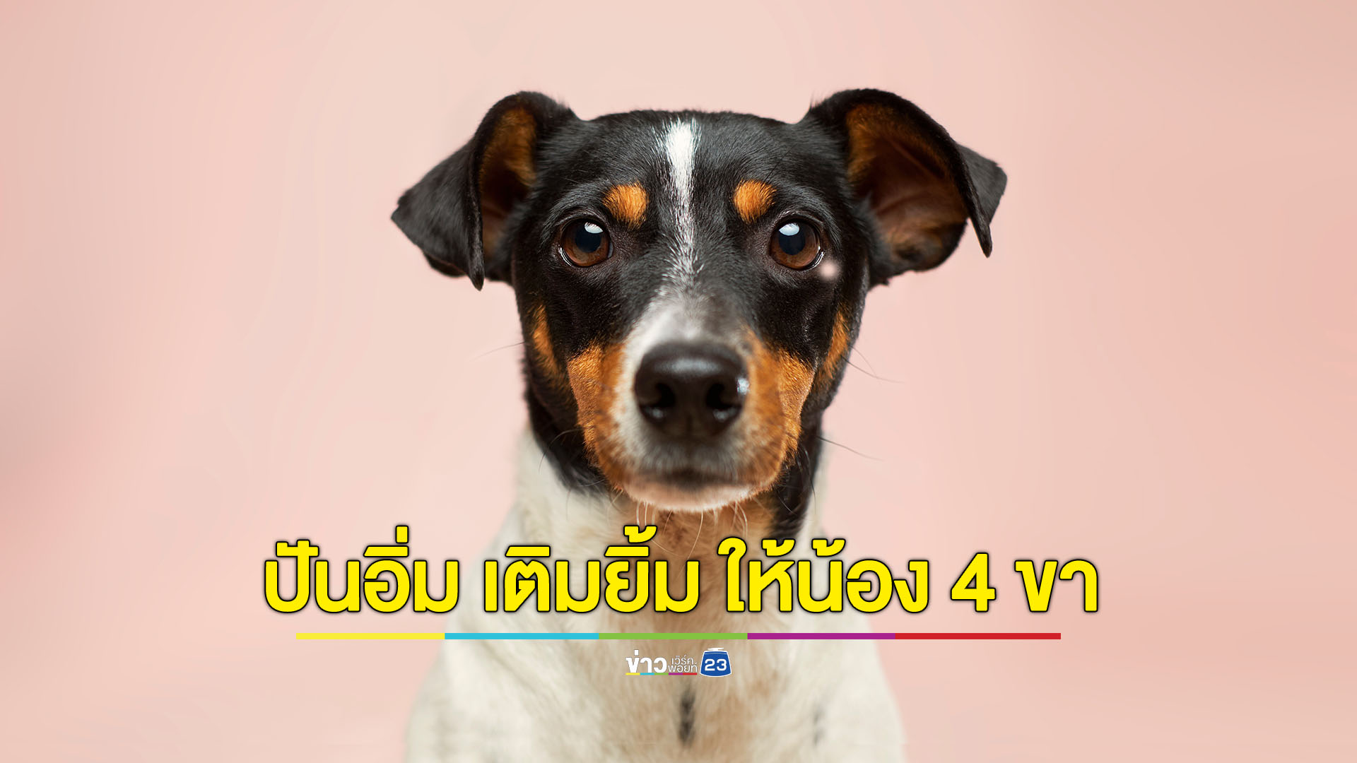 ปันอิ่ม เติมยิ้ม ให้น้อง 4 ขา มูลนิธิ Soi Dog