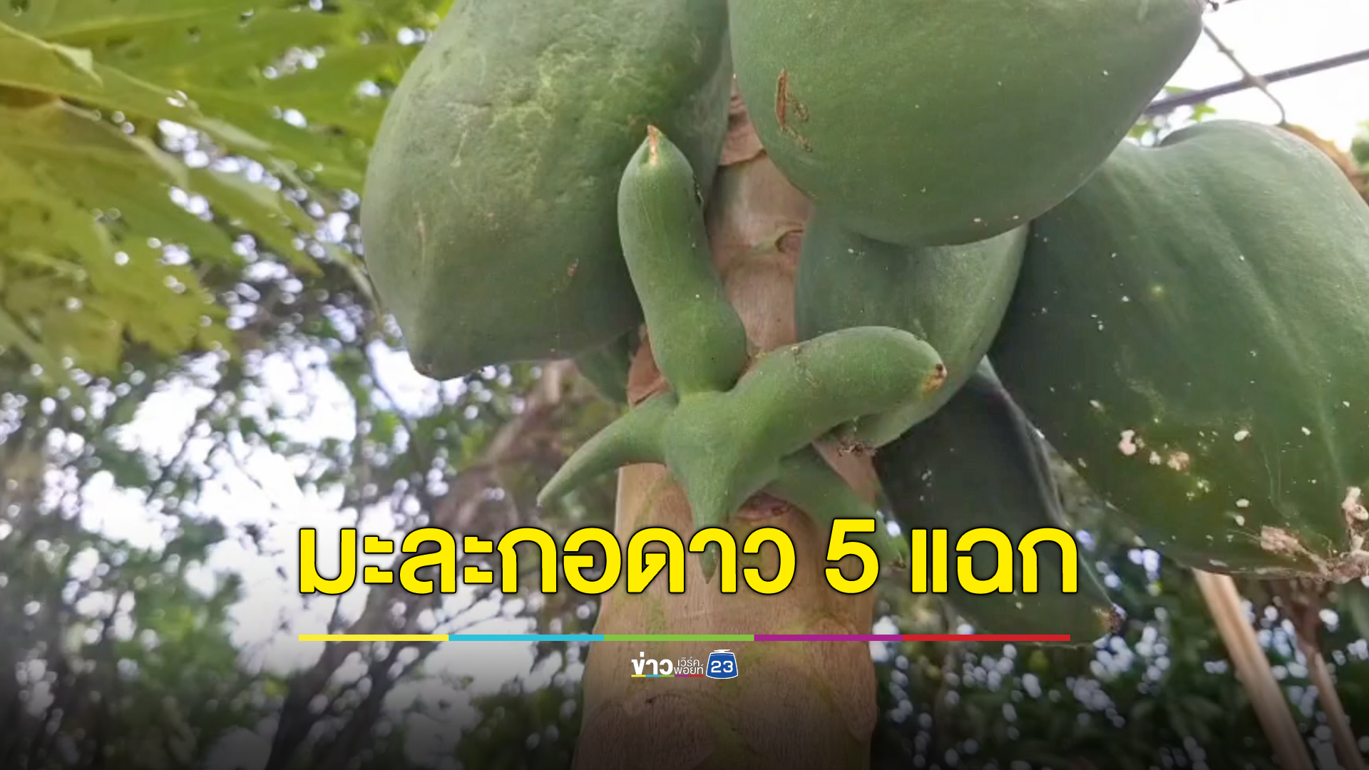 สุดแปลกมะละกอดาว 5 แฉก เจ้าของเฝ้าทุกวันกลัวโดนขโมยเด็ด