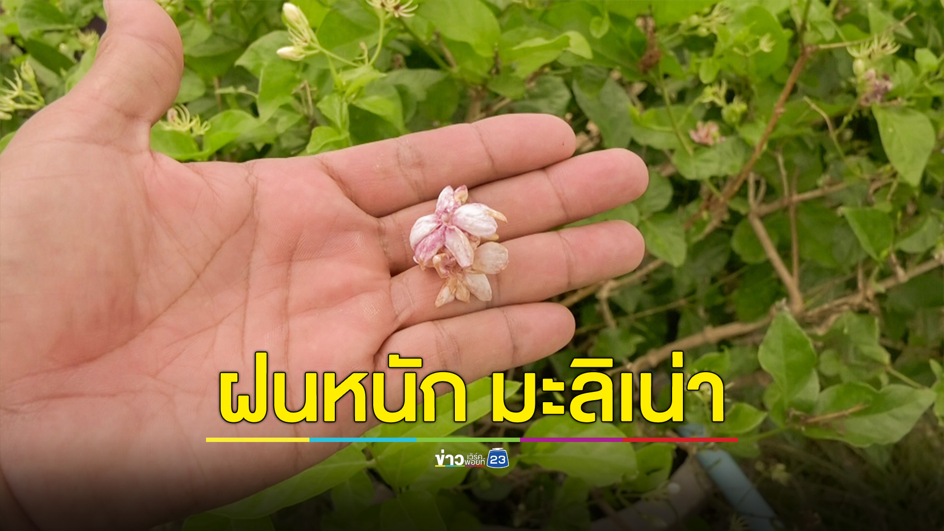 ฝนตกชุกทำดอกมะลิขาดตลาด หลังมะลิเสียหายออกดอกน้อย กระทบชาวสวน