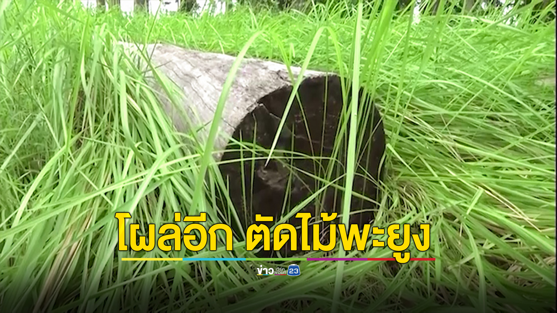 โผล่อีก! ตัดต้นพะยูง จุดที่ 7 ไม้ในโรงเรียนเมืองน้ำดำ อายุ 50 ปี 4 ต้น