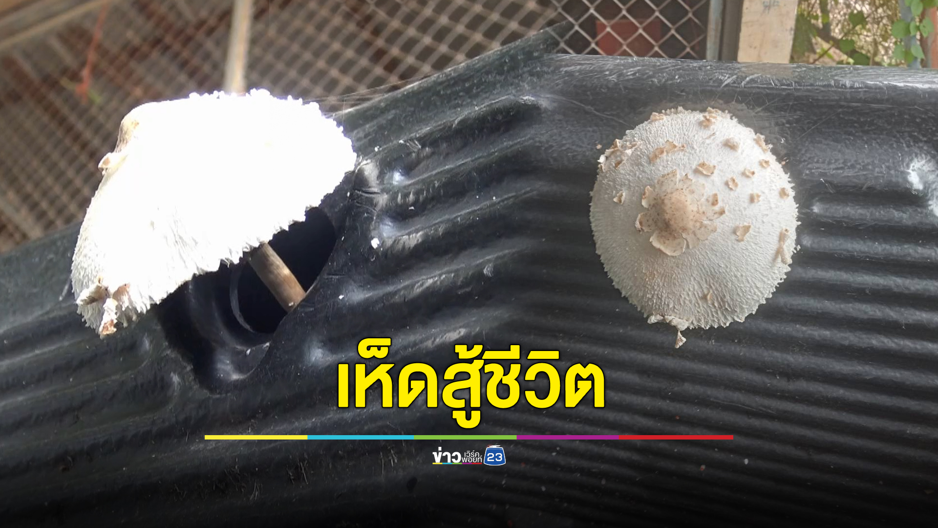 เห็ดสู้ชีวิตโผล่จากกระบะรถ เจ้าของเชื่อมาให้โชค