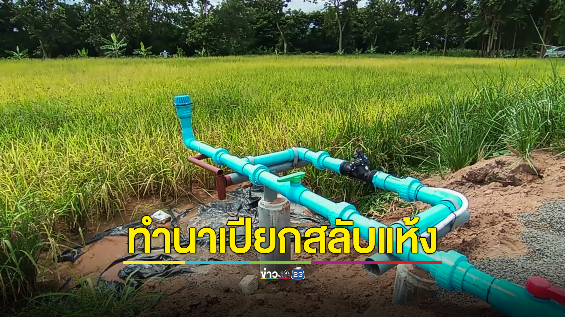 ทำนาเปียกสลับแห้ง ลดต้นทุน เพิ่มผลผลิต ลดการส่งน้ำจากเขื่อน