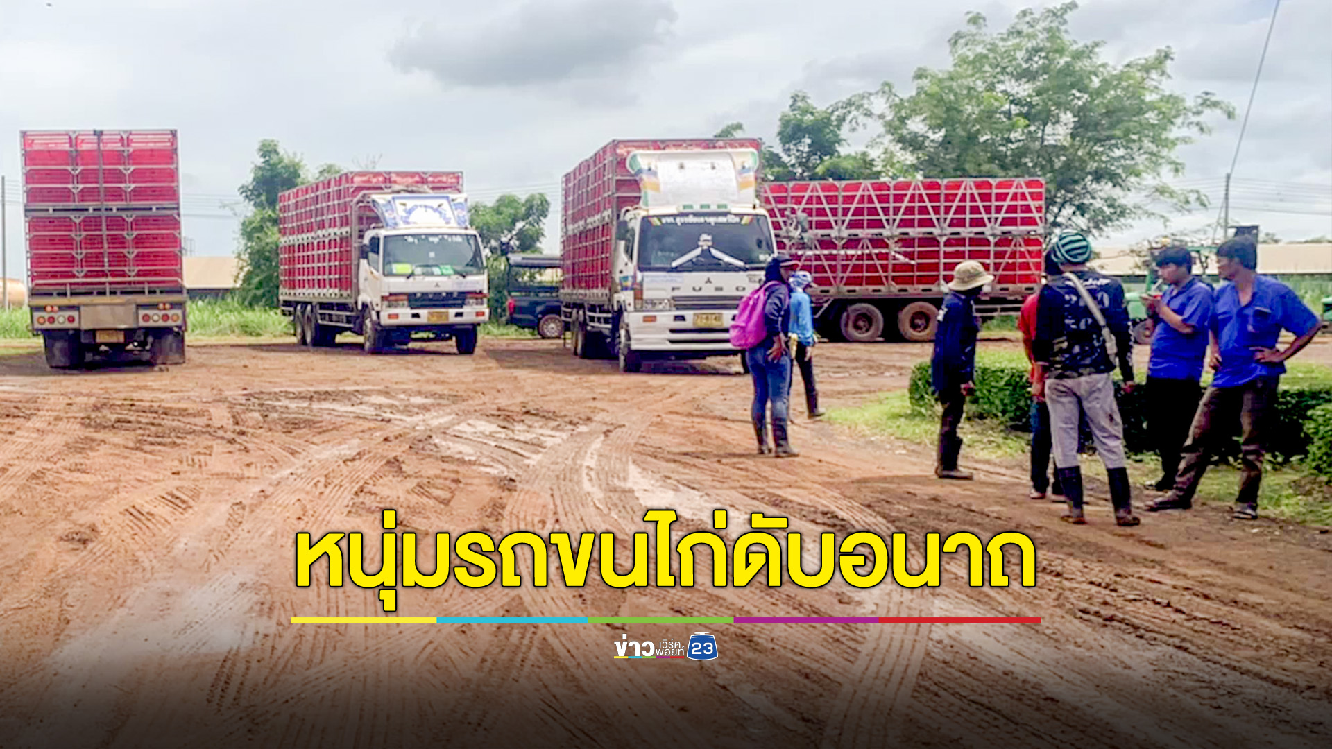 หนุ่มรถขนไก่ขึ้นคลุมผ้าใบก่อนไปโรงงาน พลาดพลัดตกคอก ศีรษะกระแทกพื้นดับคาที่