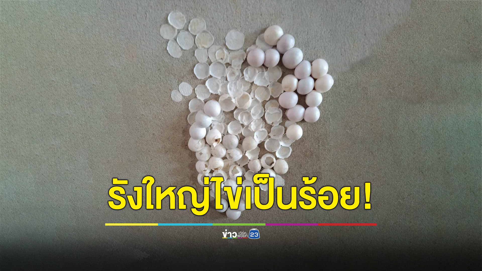 เกิดมาไม่เคยเจอ ตุ๊กแกรังใหญ่ไข่เกือบร้อยฟอง
