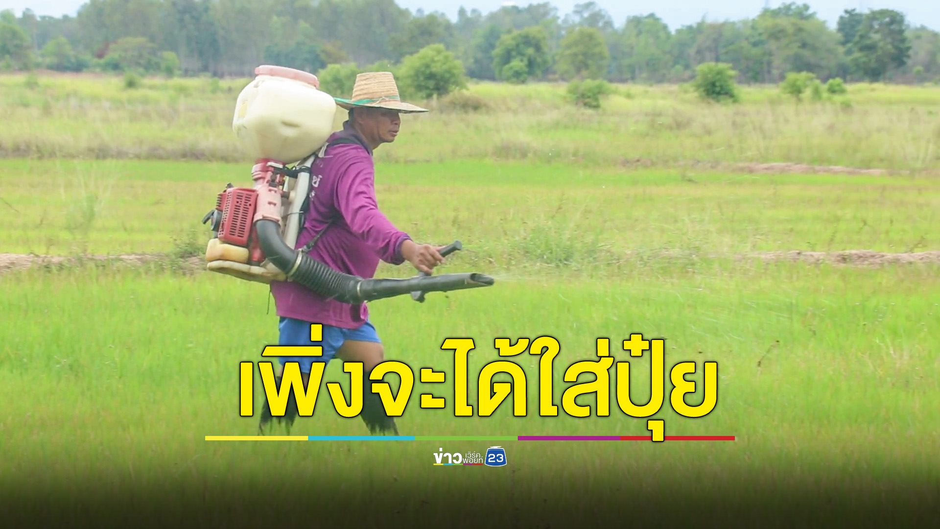 ชาวนาพิจิตร เสี่ยงบำรุงต้นข้าว หลังมีฝนตกลงมาในรอบ 3 เดือน