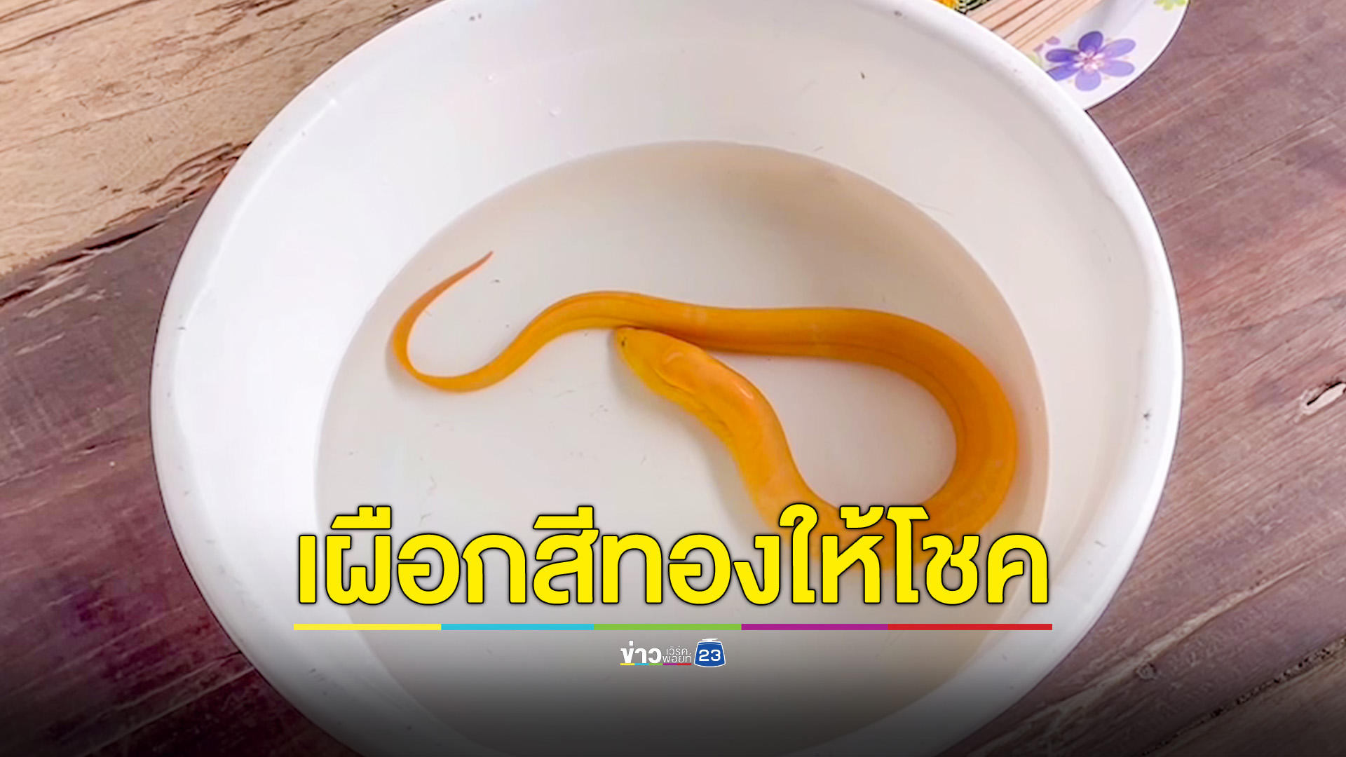 ครูหนุ่มพบปลาไหลสีทอง นำมาเลี้ยงเชื่อให้โชค