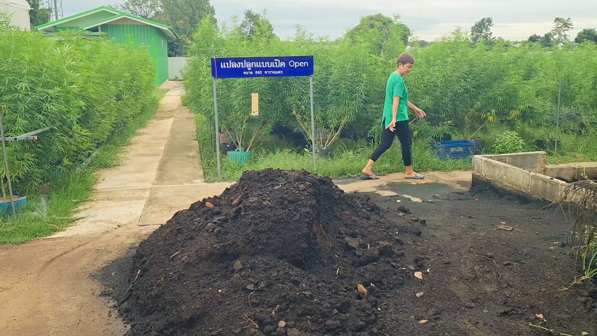 SMCE โคราช วอน รบ.นำกัญชากลับไปเป็นยาเสพติดตามเดิม